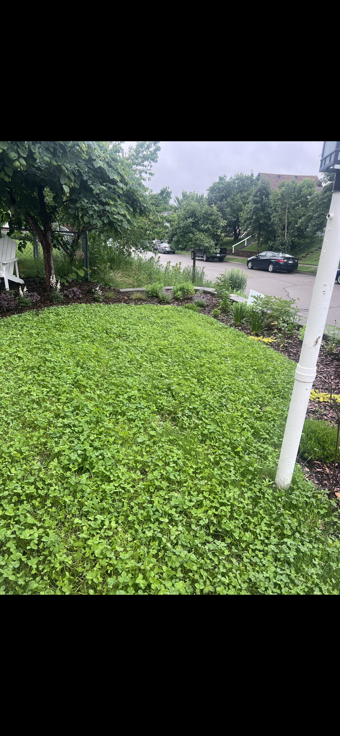 Minneapolis alternative lawn and bee lawn with native plants in a residential front yard.