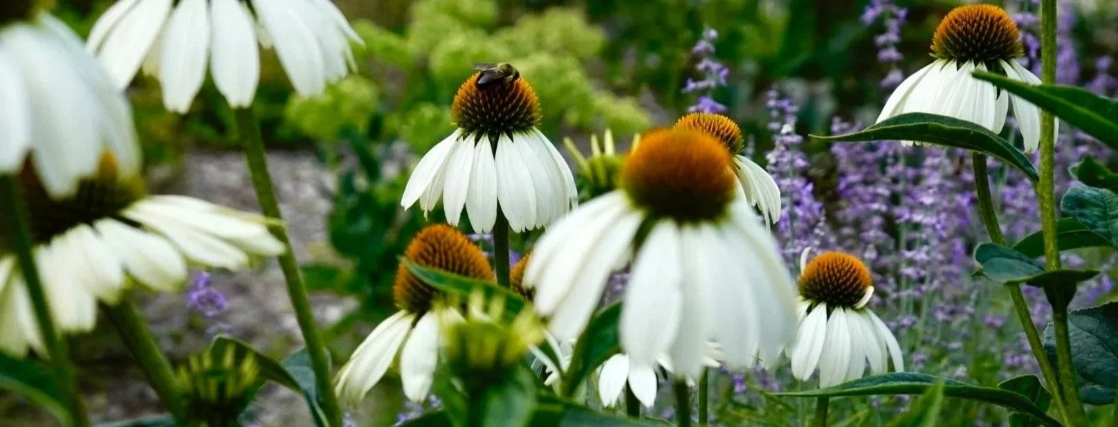 White coneflowers with orange centers and a bee on one flower, purple flowering plants in the background.