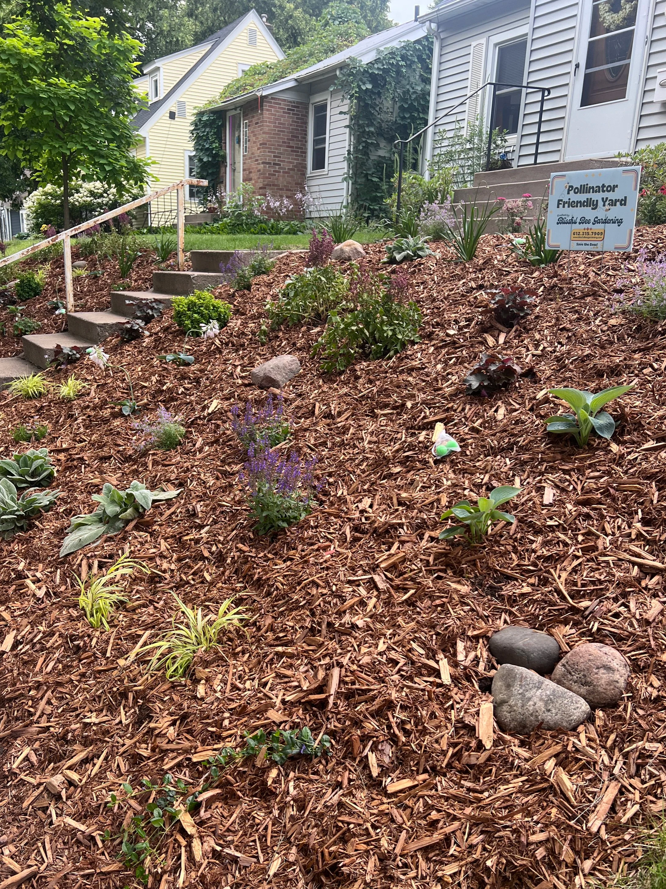 A sloped garden yard with a staircase and various plants, mulch, rocks, and a sign that reads 'Pollinator Friendly Yard' with additional contact information.