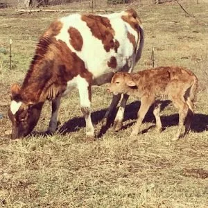 Hanna and I Bought a Cow!
