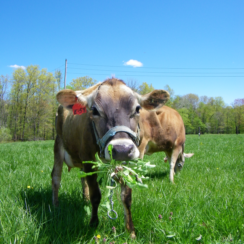 Lubbers Farm: Storytelling through Farming