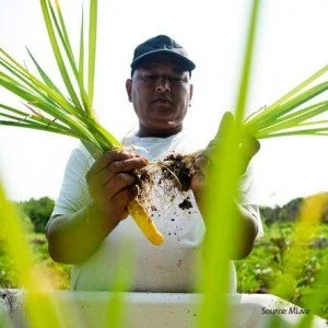 Hope Farms Connects Refugees to Agricultural Roots
