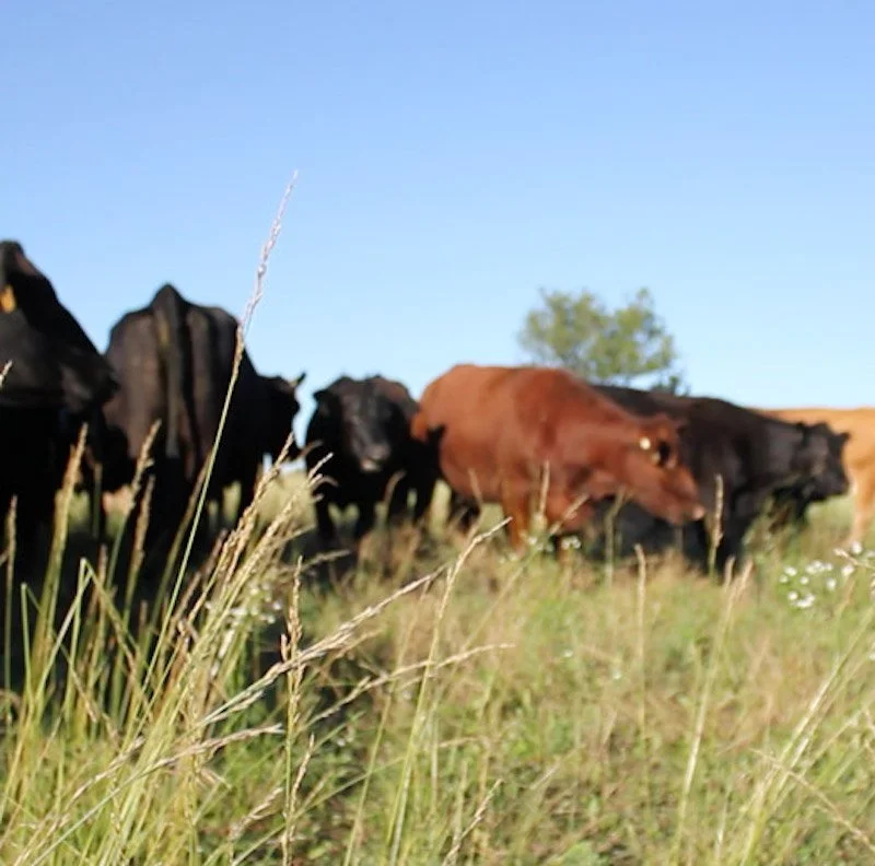 Locally Raised, with a story