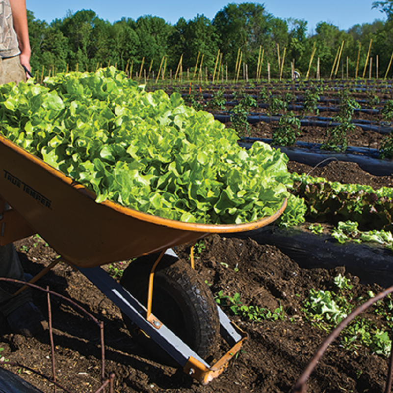 Growers’ Fare to connect farmers and consumers