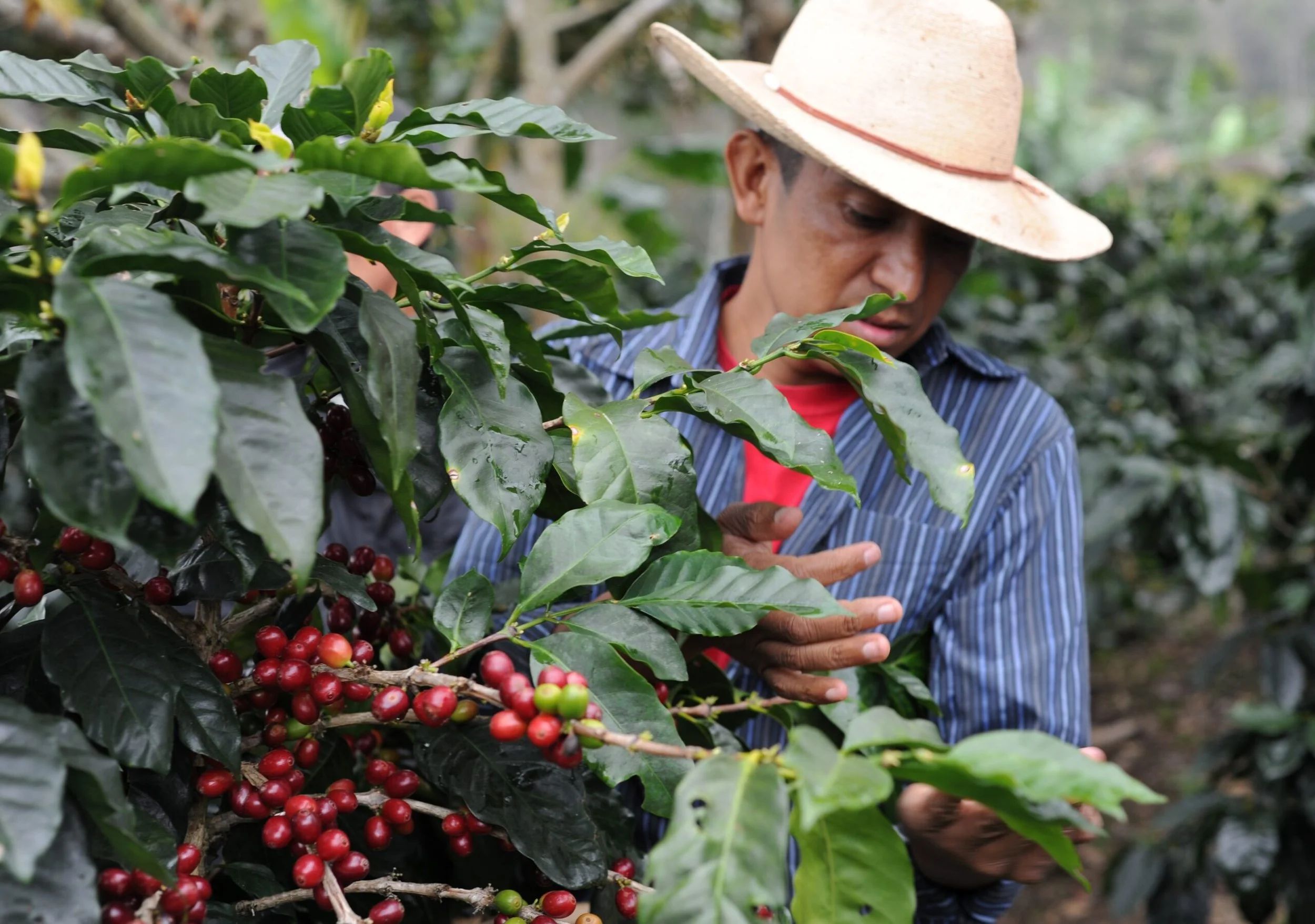 Aldea-Coffee-Farmer-Marlon-Carcamo-scaled.jpg
