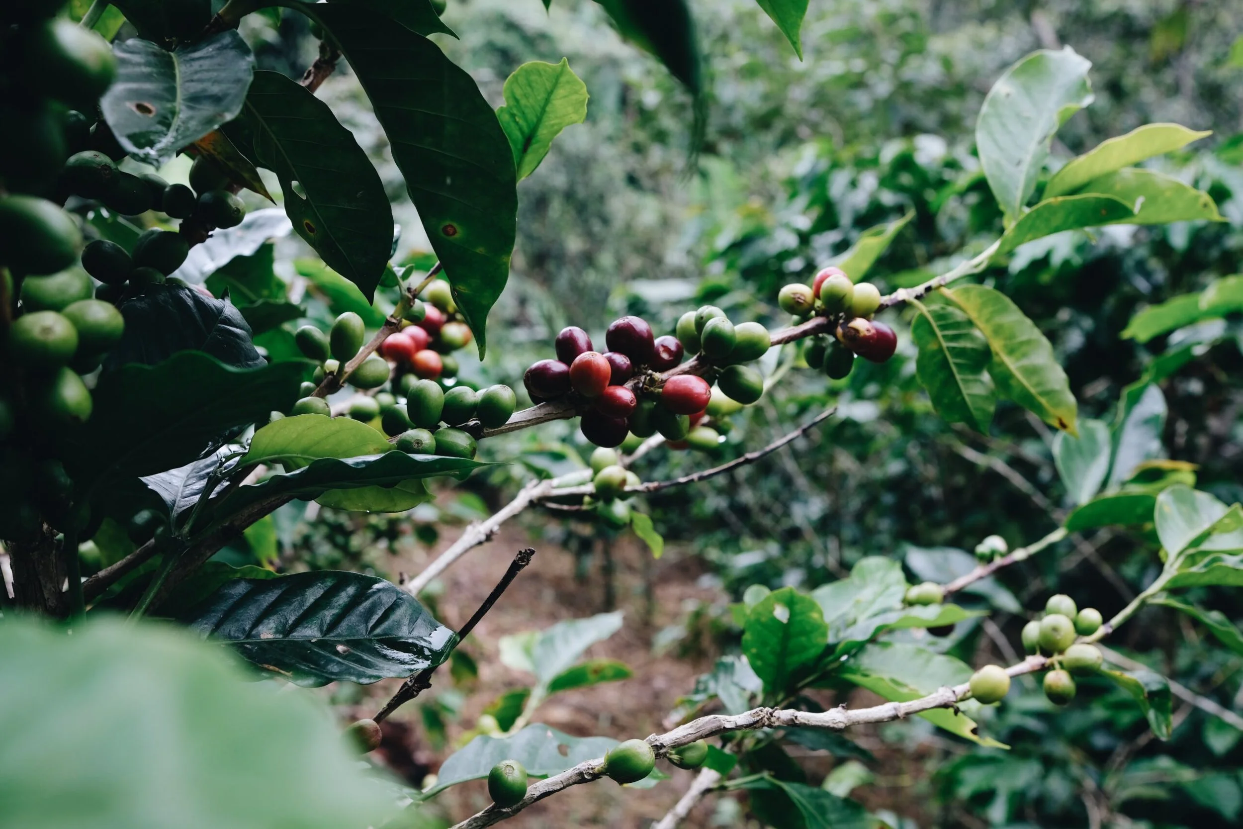 Aldea-Coffee-Coffee-Cherries-Ripe-for-Harvesting-scaled.jpg