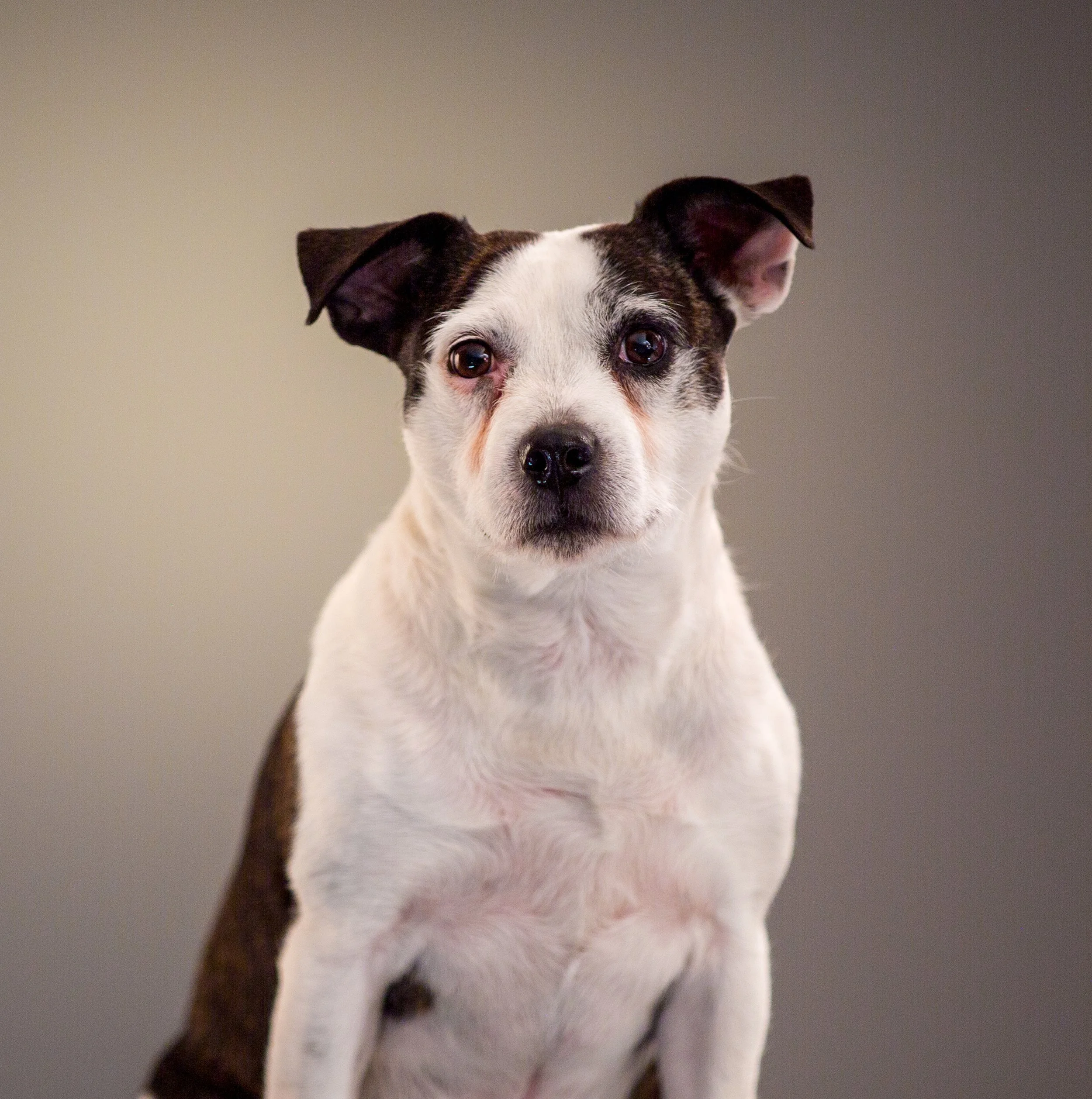 A white dog with brown patches sitting on a plain background, looking directly at the camera.