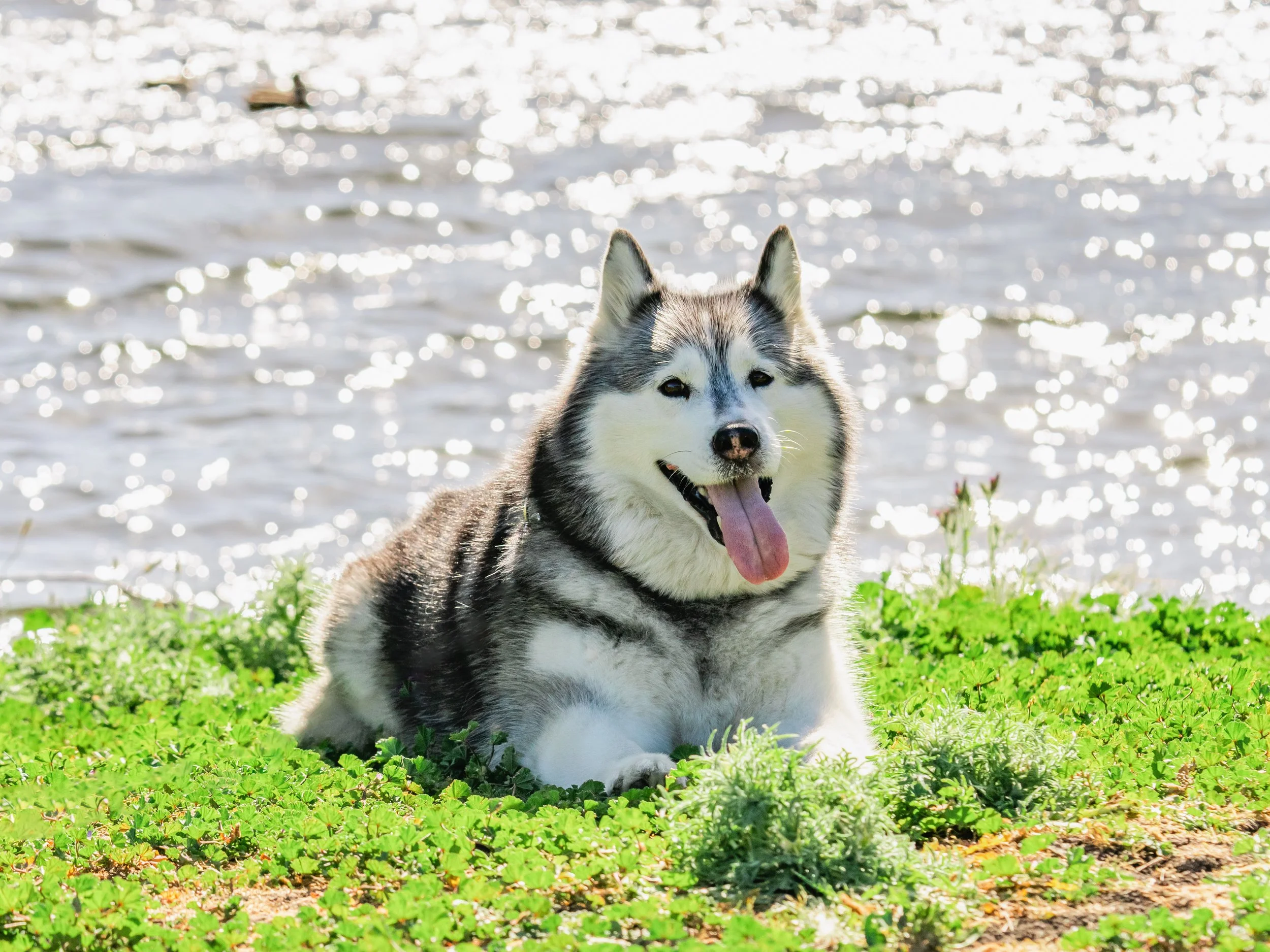 Pet Photography by SF Content Creator
