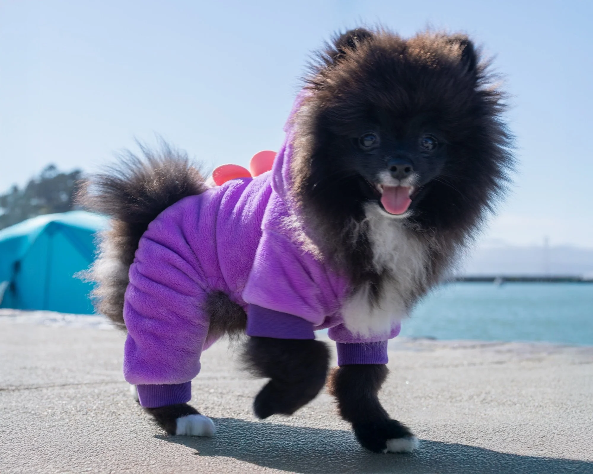A fluffy black and white dog wearing a purple hoodie jacket with a hood, outdoors near water. The dog has a happy expression with its tongue out, on a sunny day.