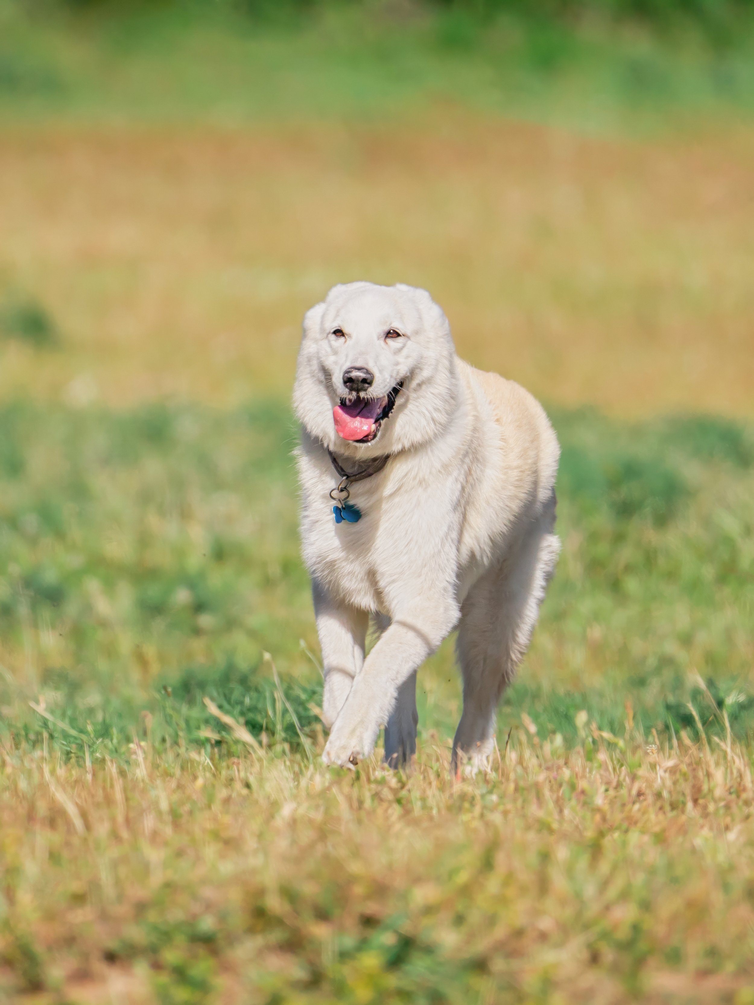 Pet Photography by SF Content Creator
