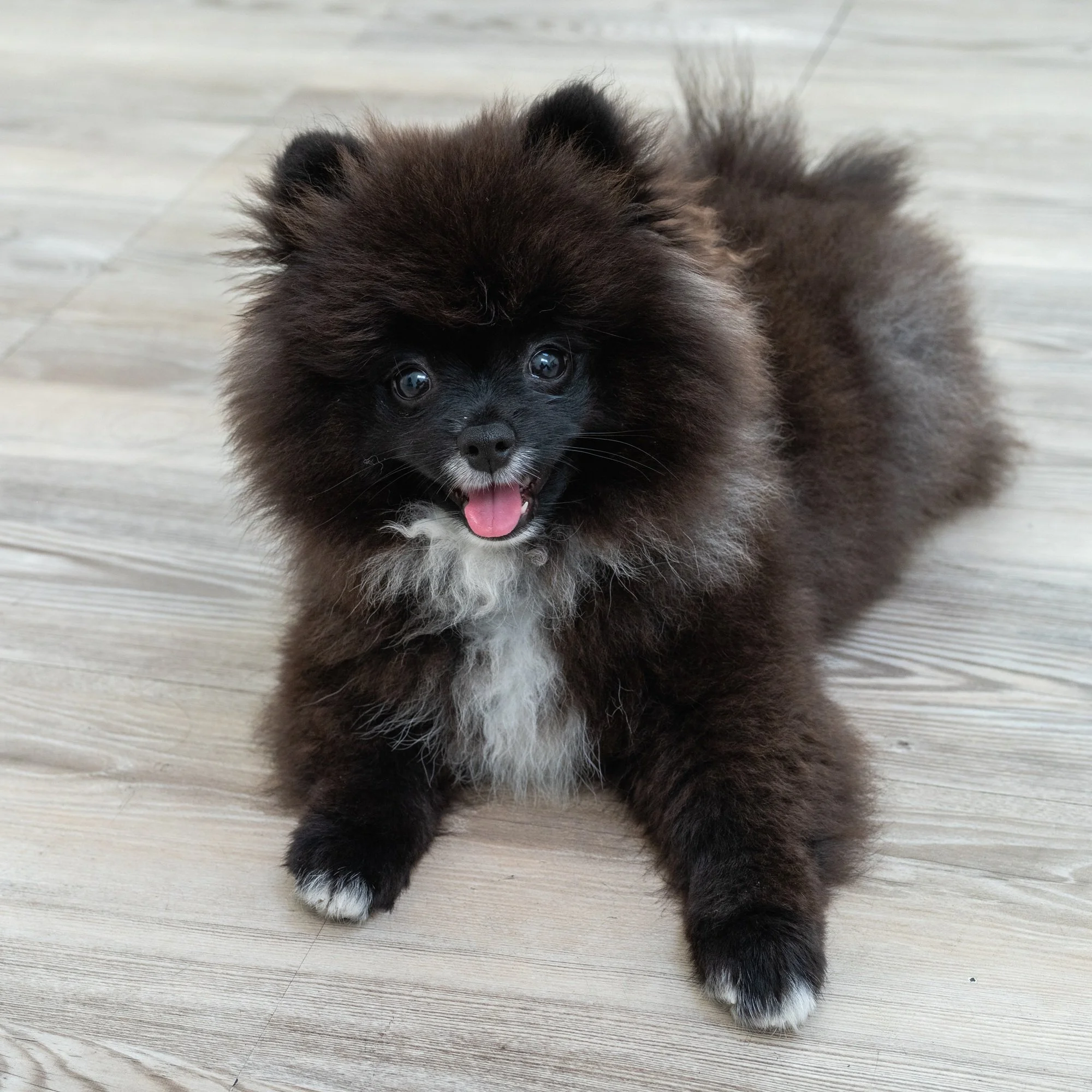 A fluffy black and white Pomeranian puppy sitting on a wooden floor, smiling with its tongue out and looking at the camera.