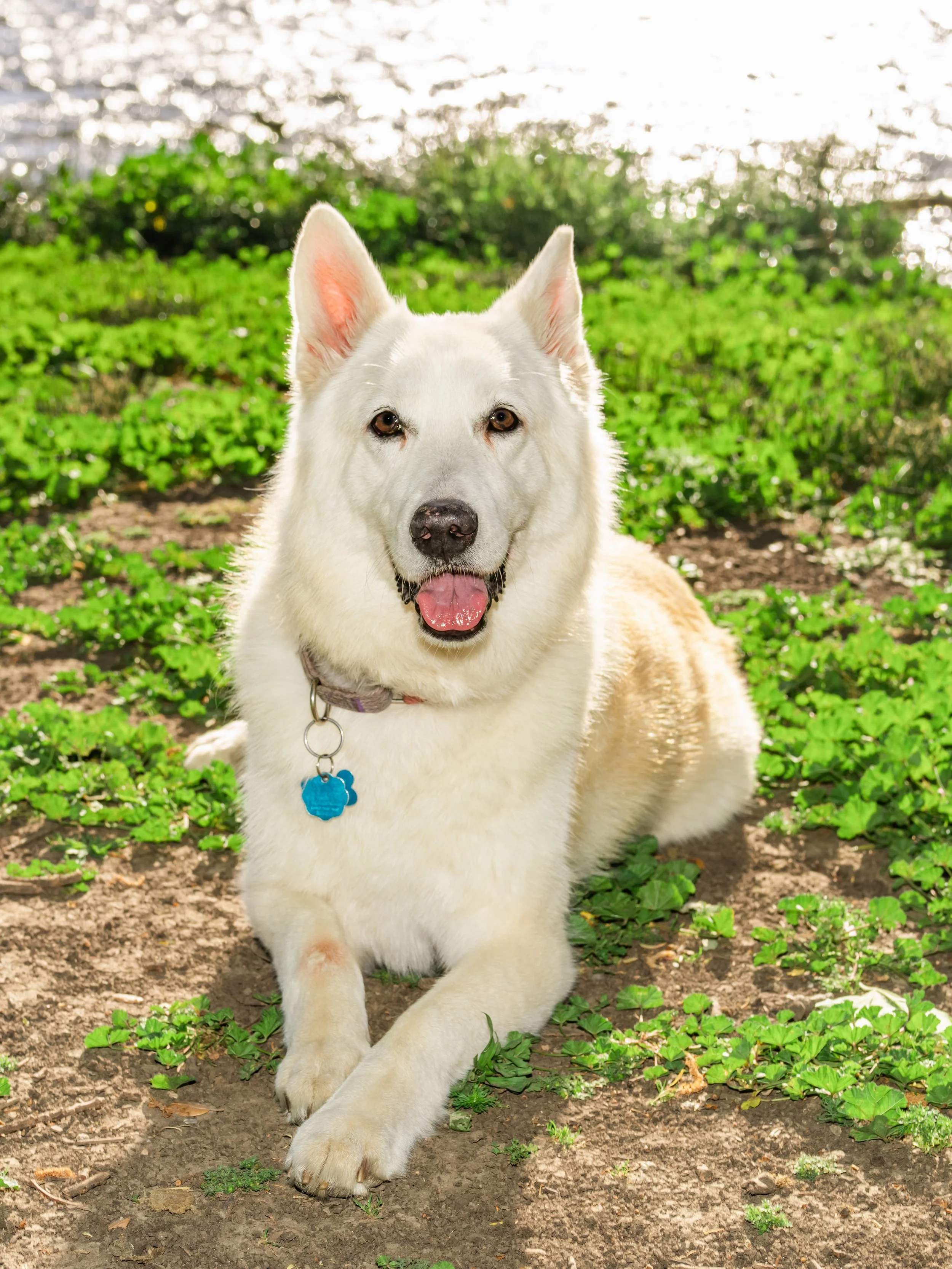 A cute puppy with white and brown fur, lying on a dark gray surface, looking at the camera.