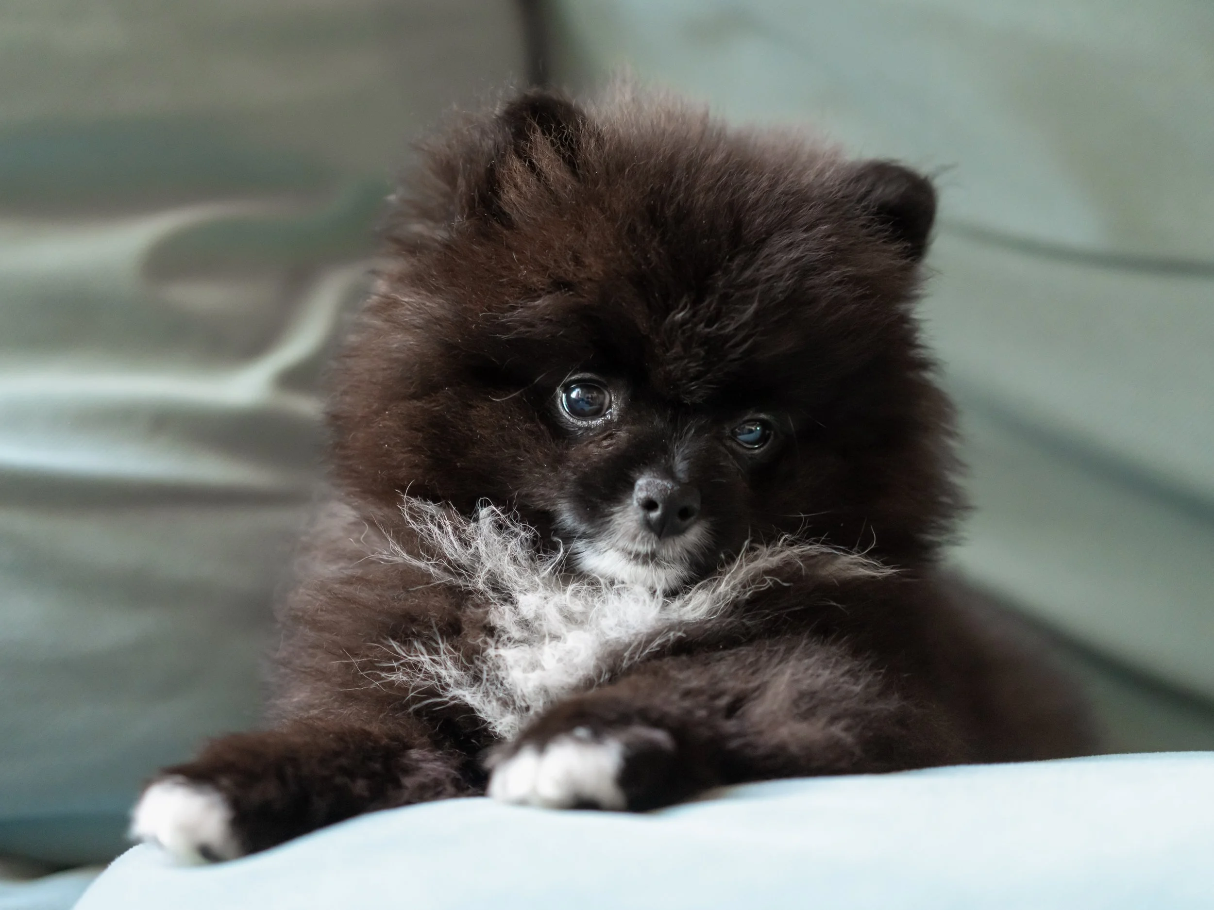 Close-up of puppy Pomeranian on a couch