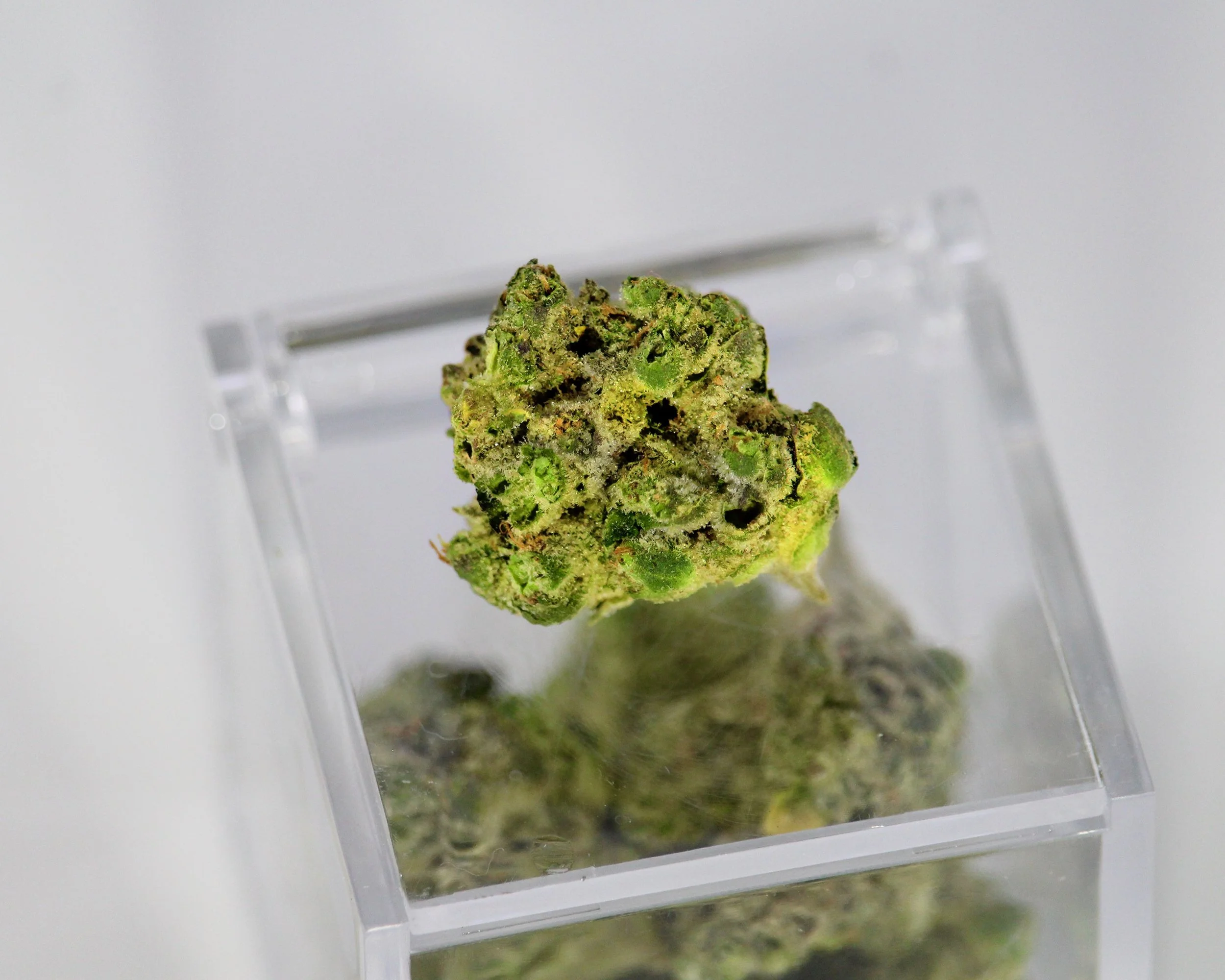 Close-up of a cannabis bud on clear display box.