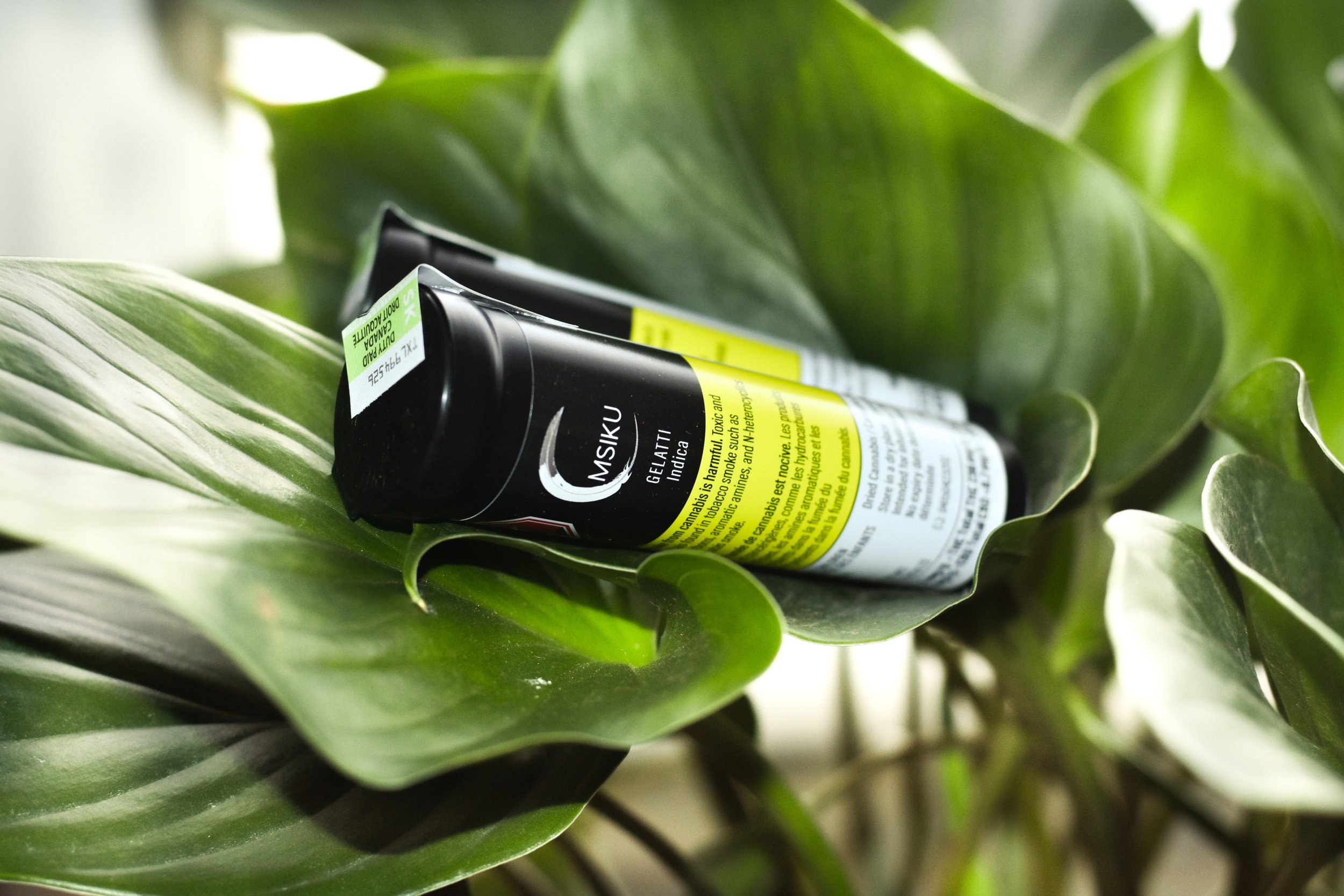 A black and yellow tube of cannabis gel product resting on green leaves of a houseplant.