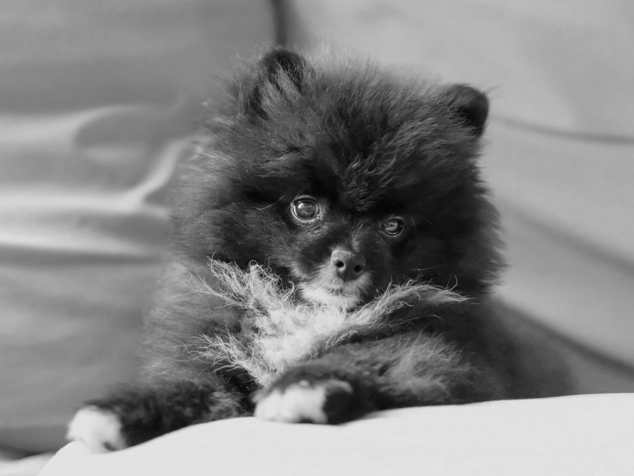 Black and white photo of a small, fluffy puppy lying on a soft surface, looking directly at the camera with expressive eyes.