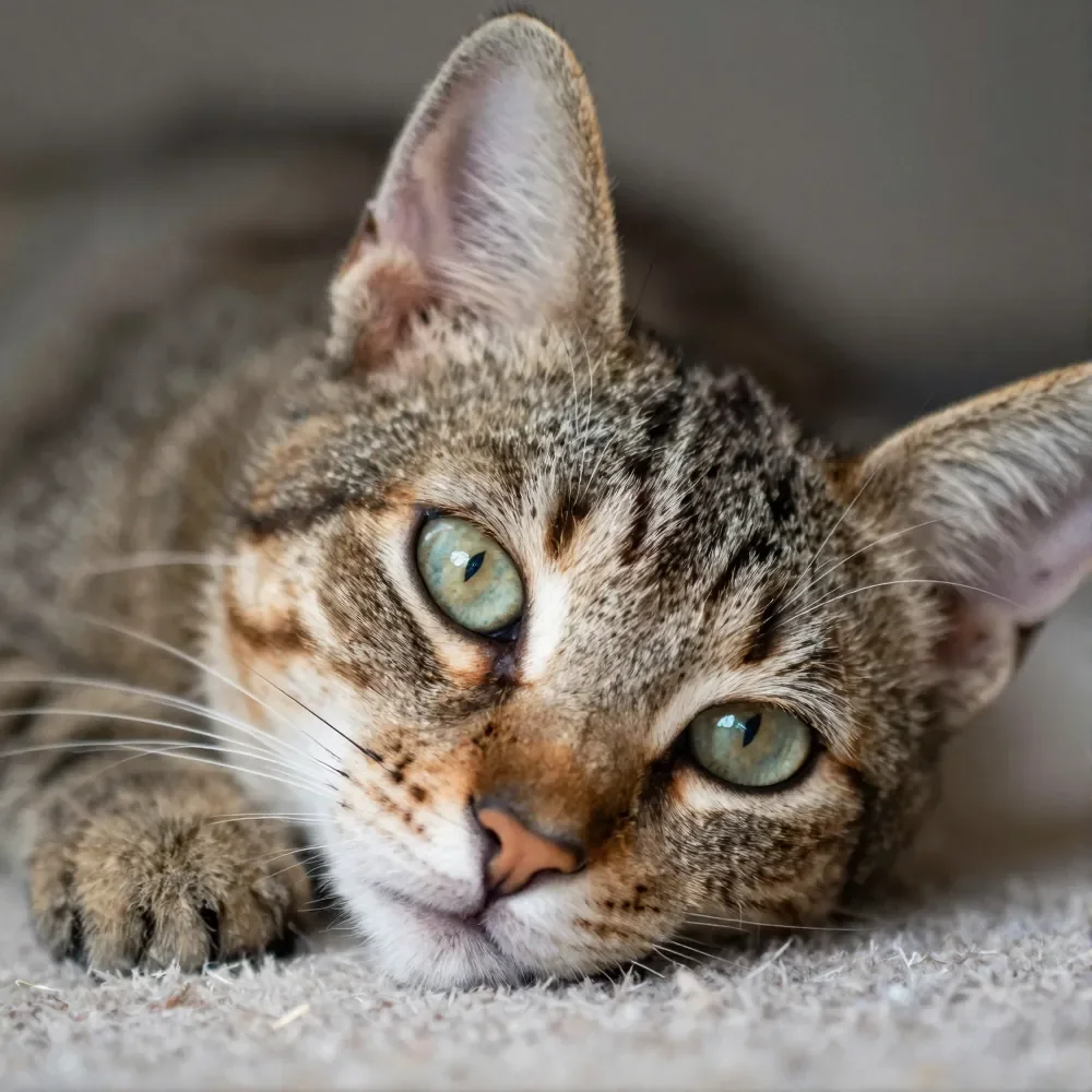 Close-up of a tabby cat lying on a surface, looking directly at the camera with green eyes.