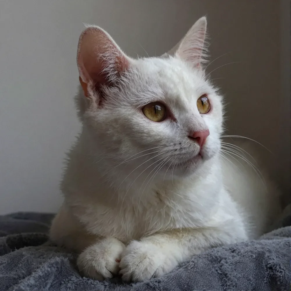 Close-up of a white cat with yellow eyes, pink nose, and upright ears, sitting on a dark blanket, looking thoughtfully to the side.