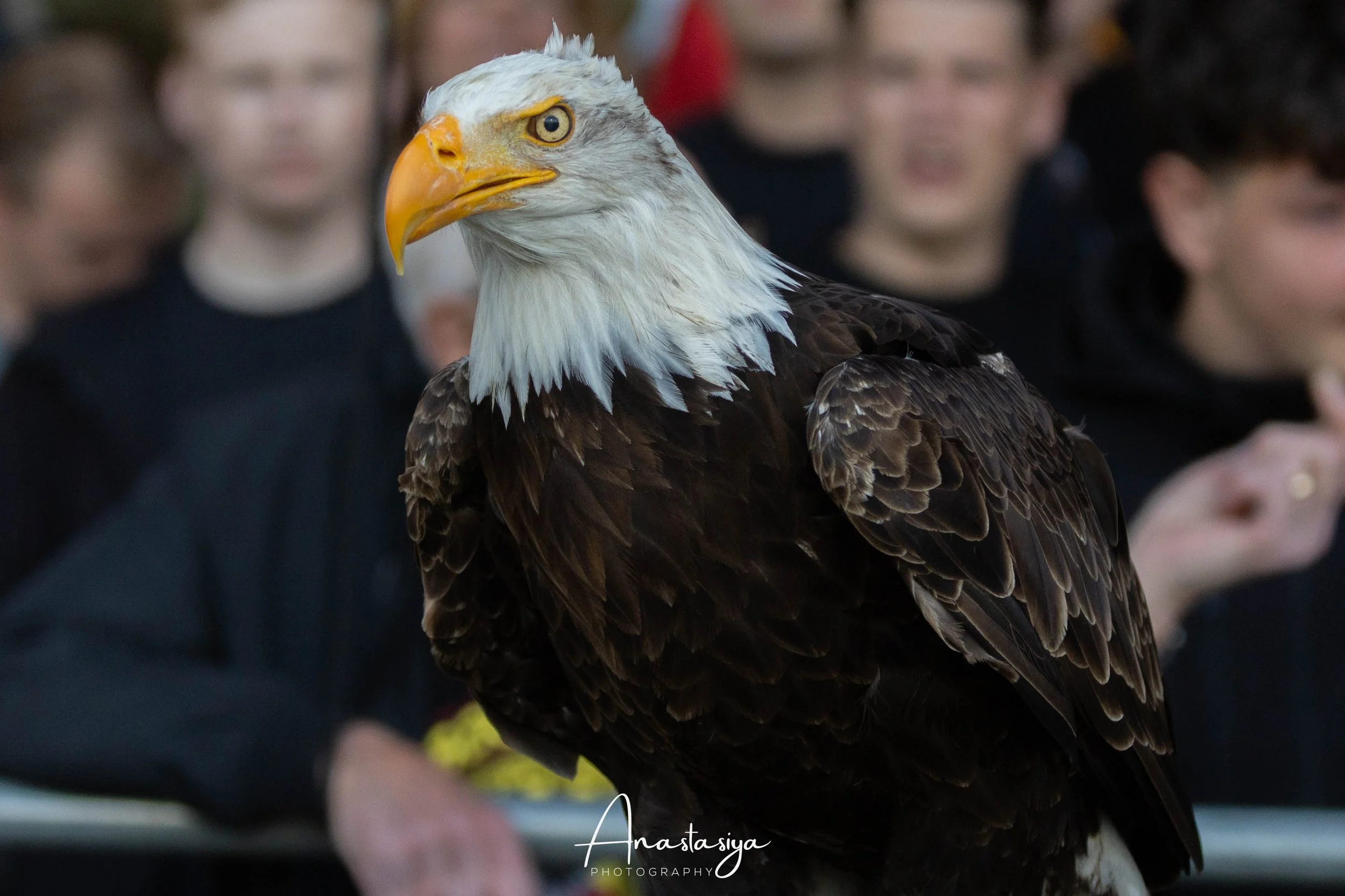 Go Ahead Eagles - Anastasiya Photography.jpg