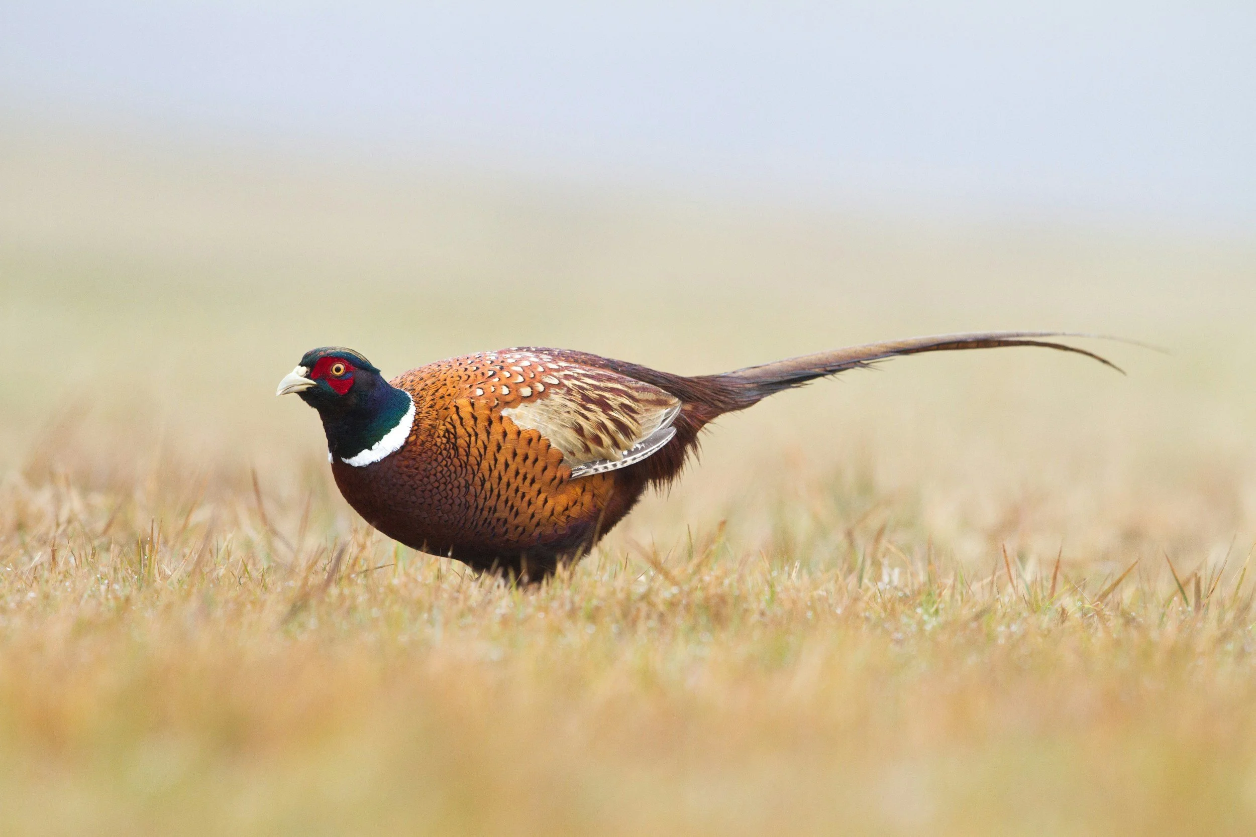 A male pheasant standing on grass in a natural setting.