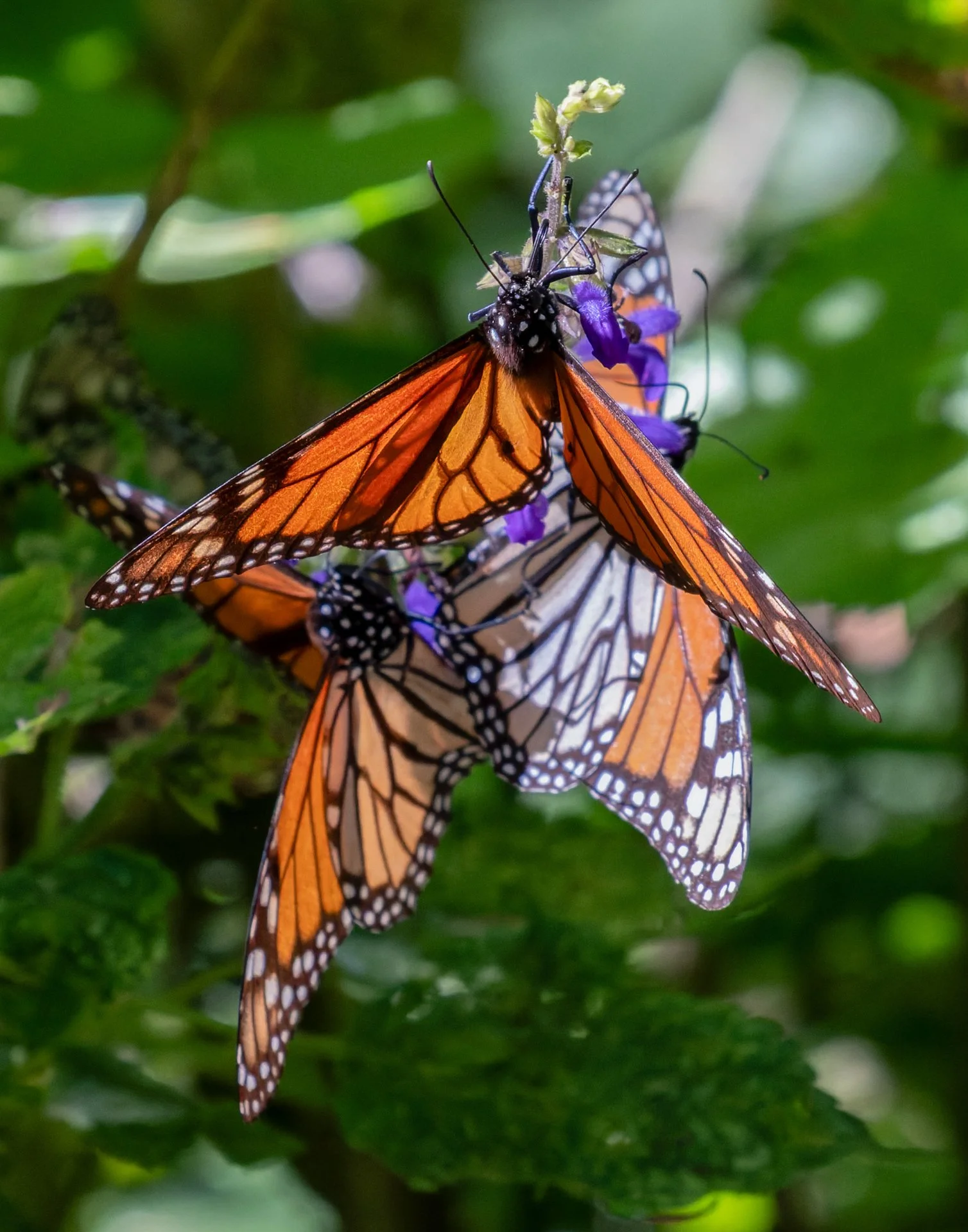 Monarchs_in_Mexico_005.jpeg