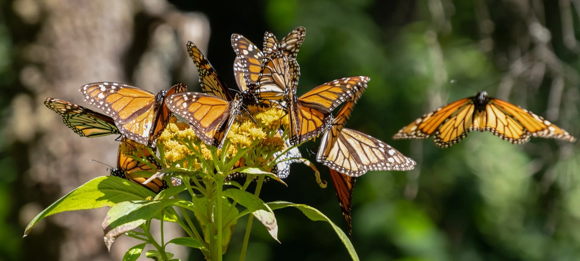 Monarchs_in_Mexico_007.jpeg