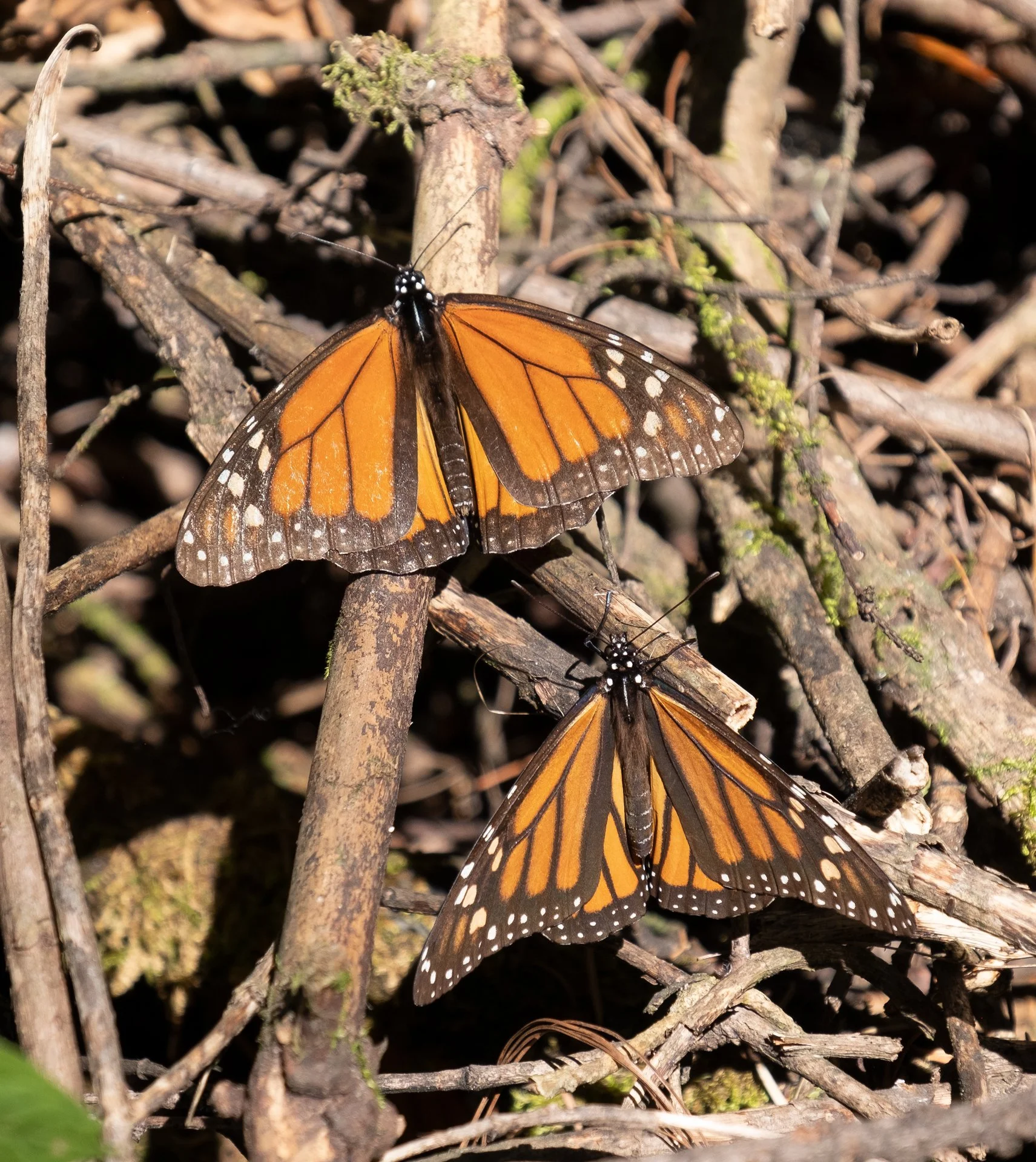 Monarchs_in_Mexico_013.jpeg