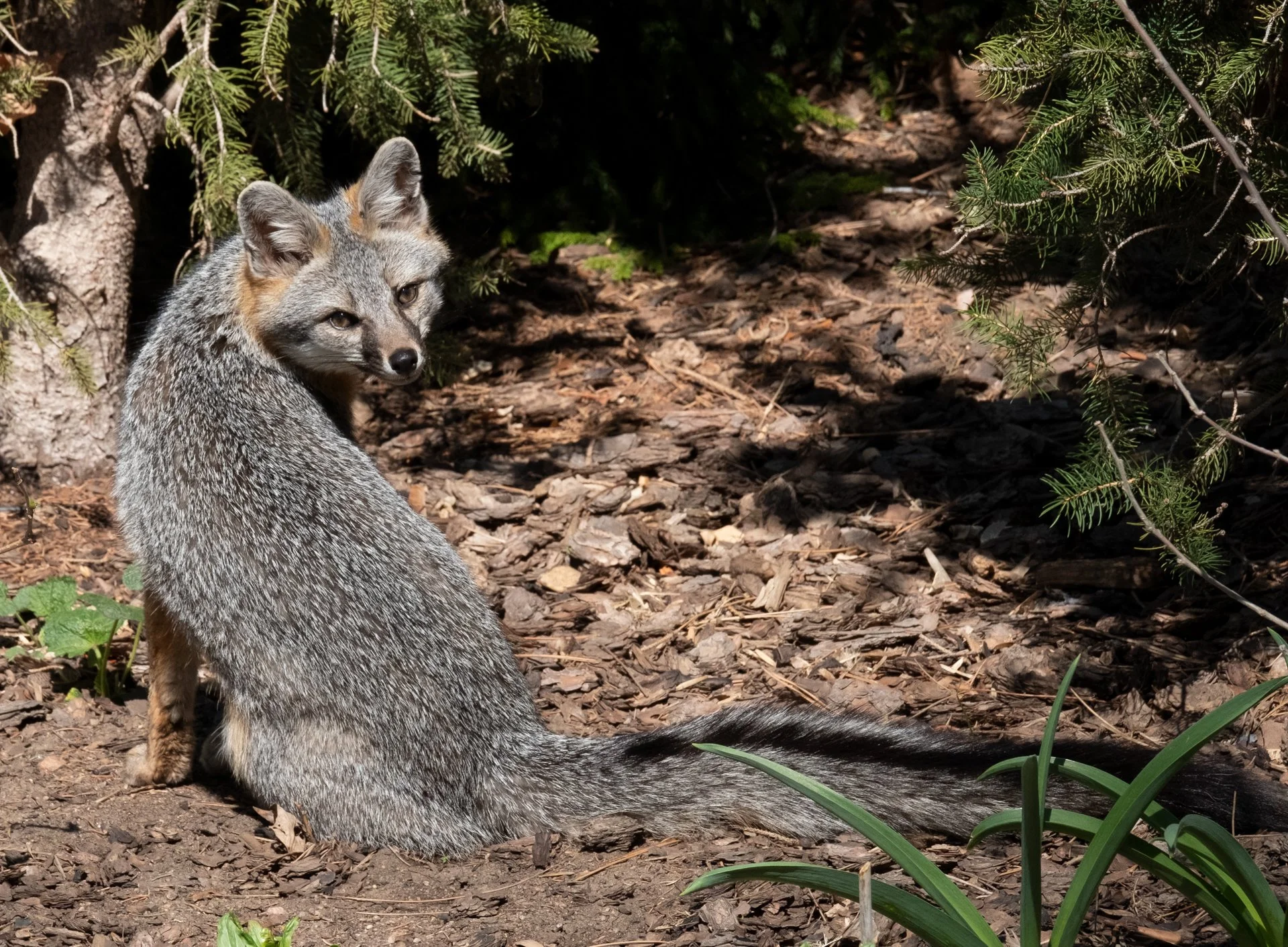 Creatures Small_006.jpeg