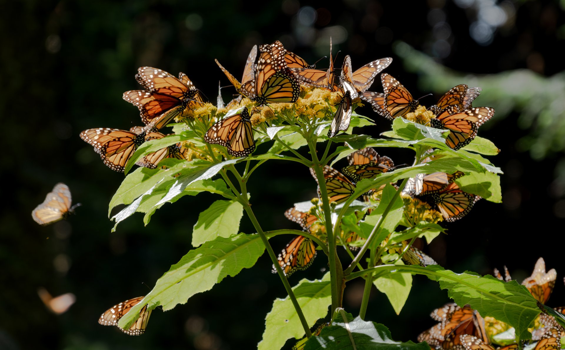Monarchs_in_Mexico_004.jpeg