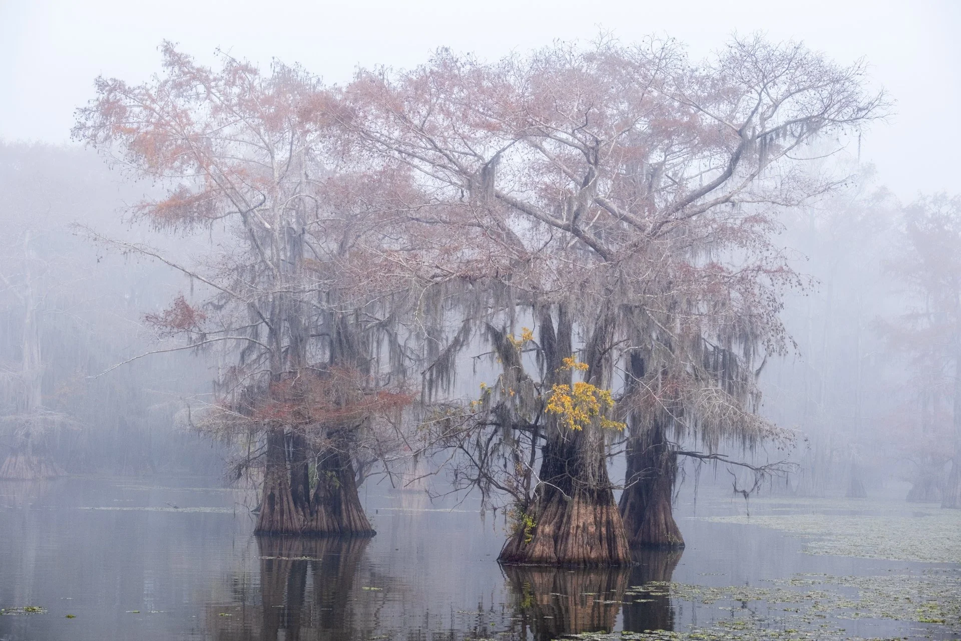 Caddo_Lake_007.jpeg