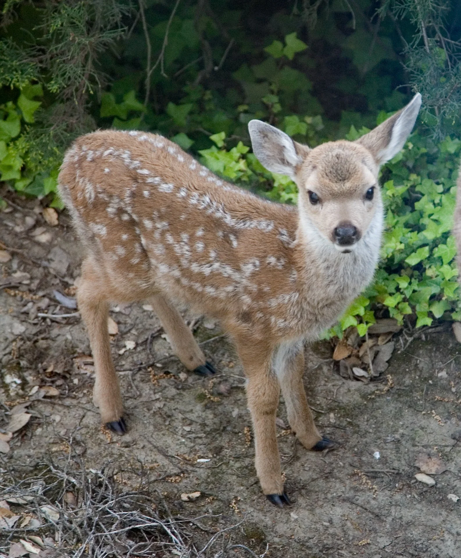 Creatures Small_010.jpeg