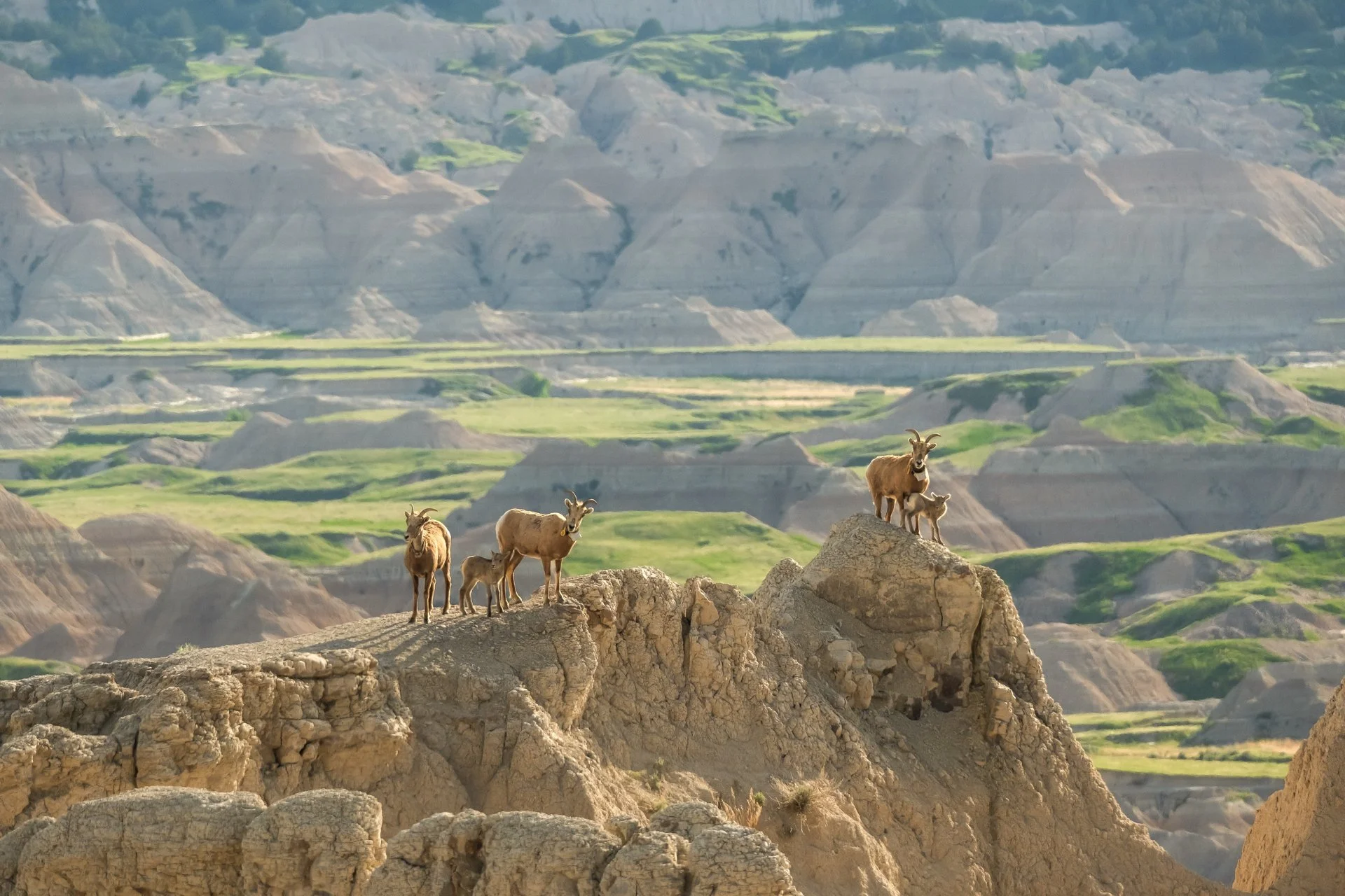 Creatures Small_004.jpeg