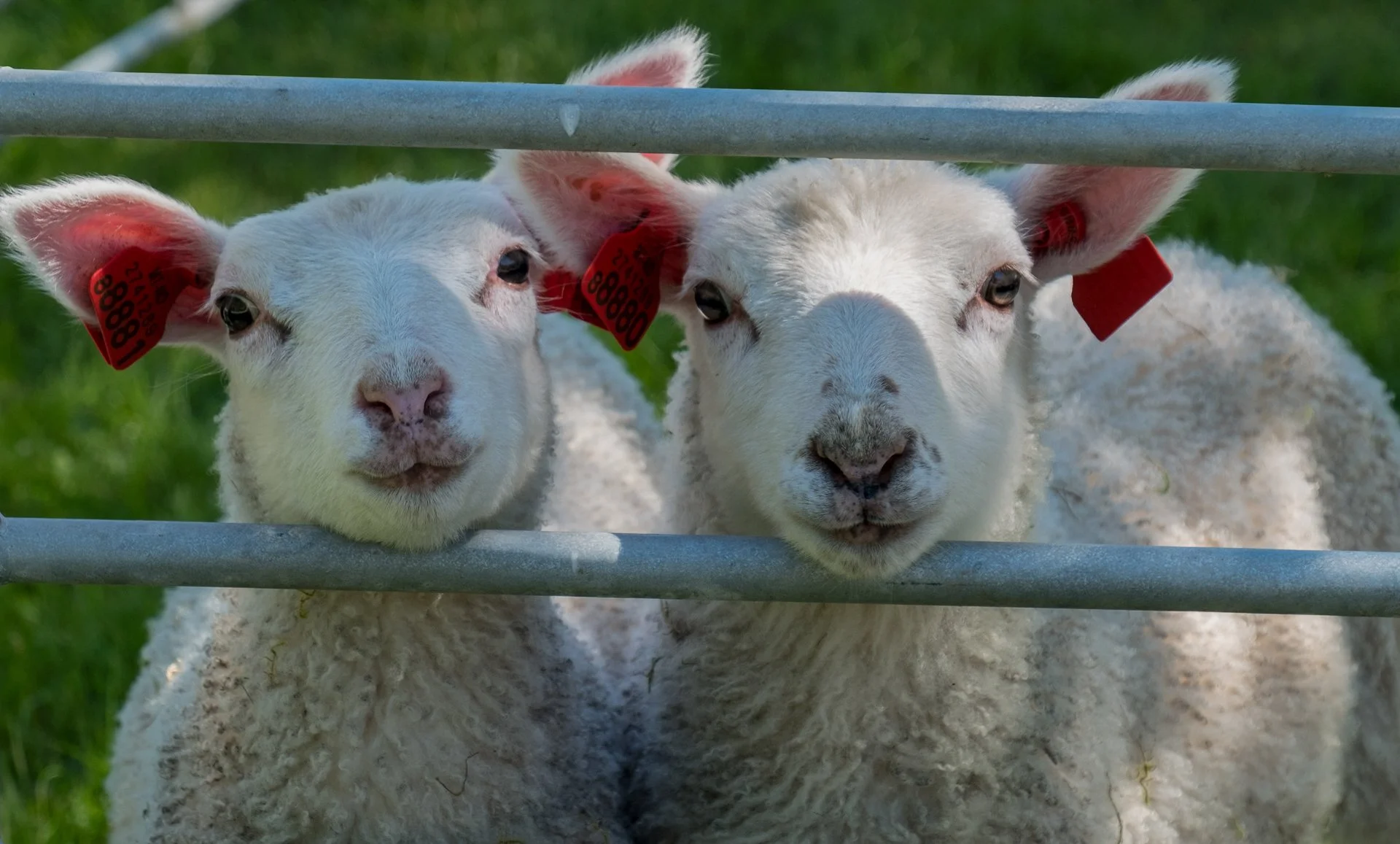 Creatures Small_008.jpeg