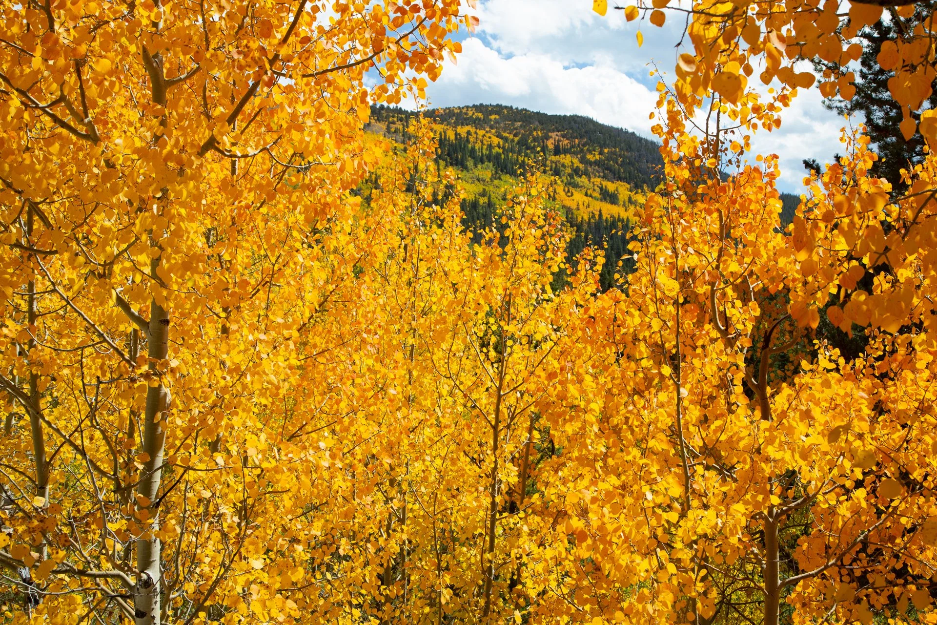 Autumn in Colorado
