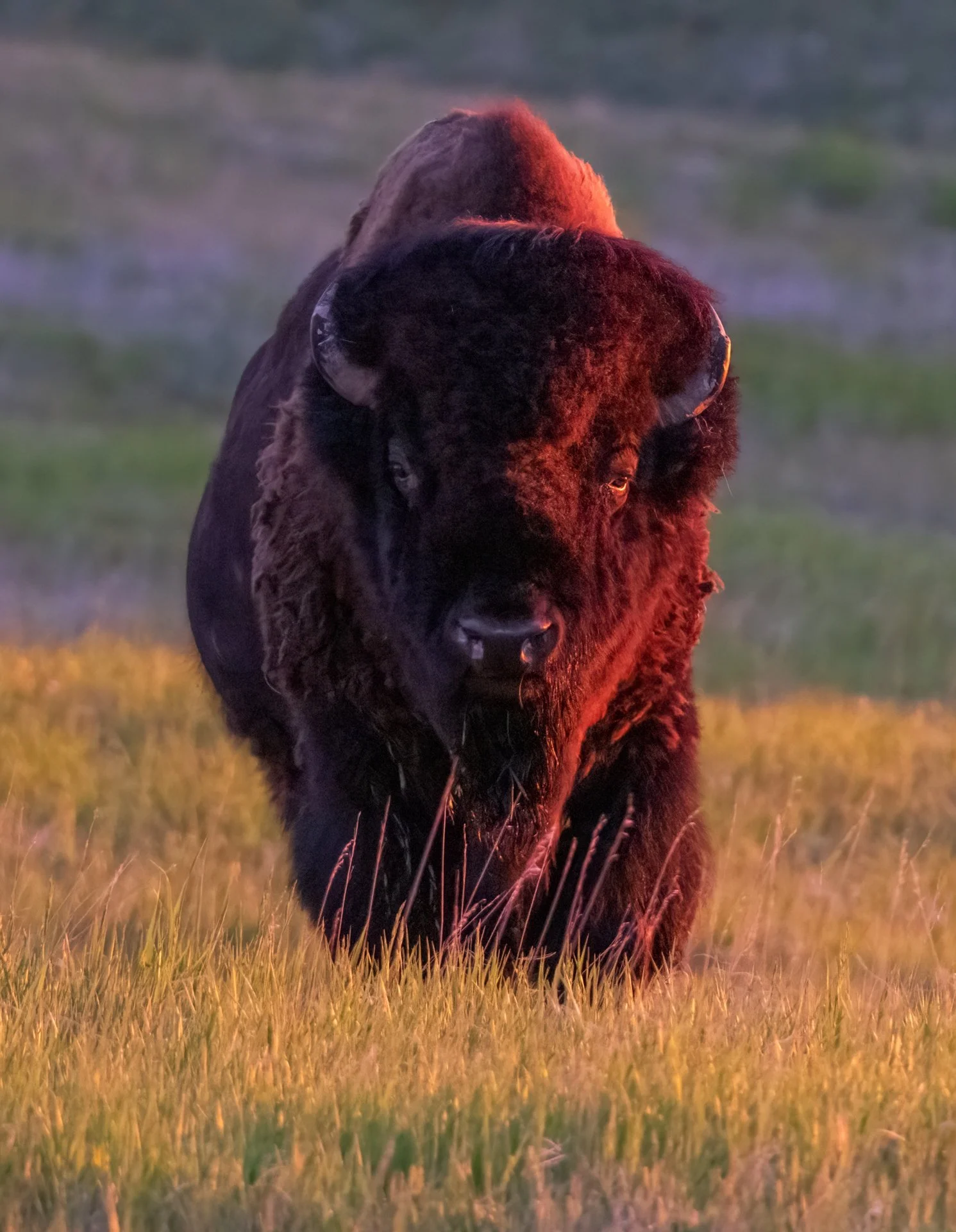 Creatures Great_013.jpeg