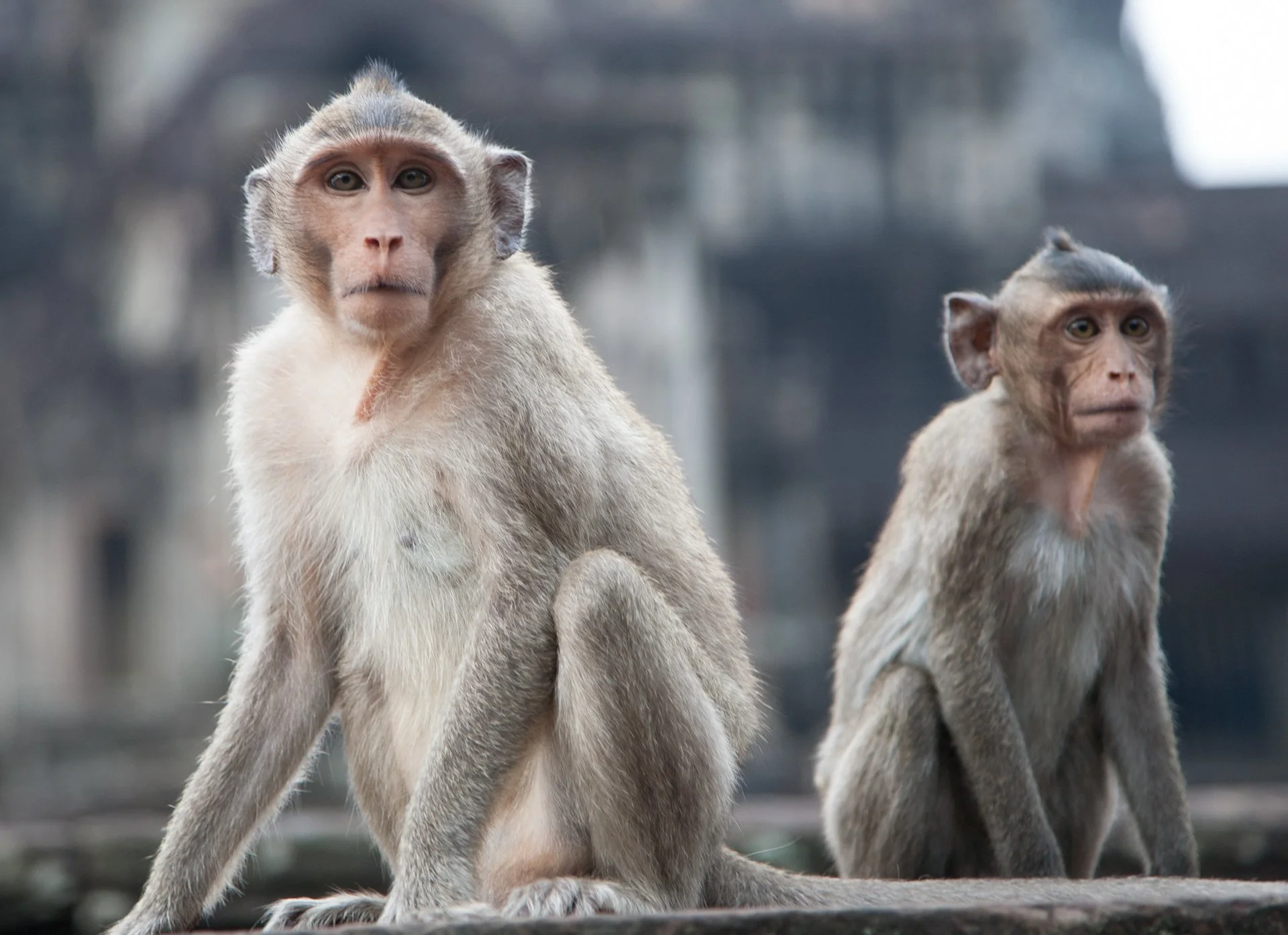 Creatures Small_011.jpeg