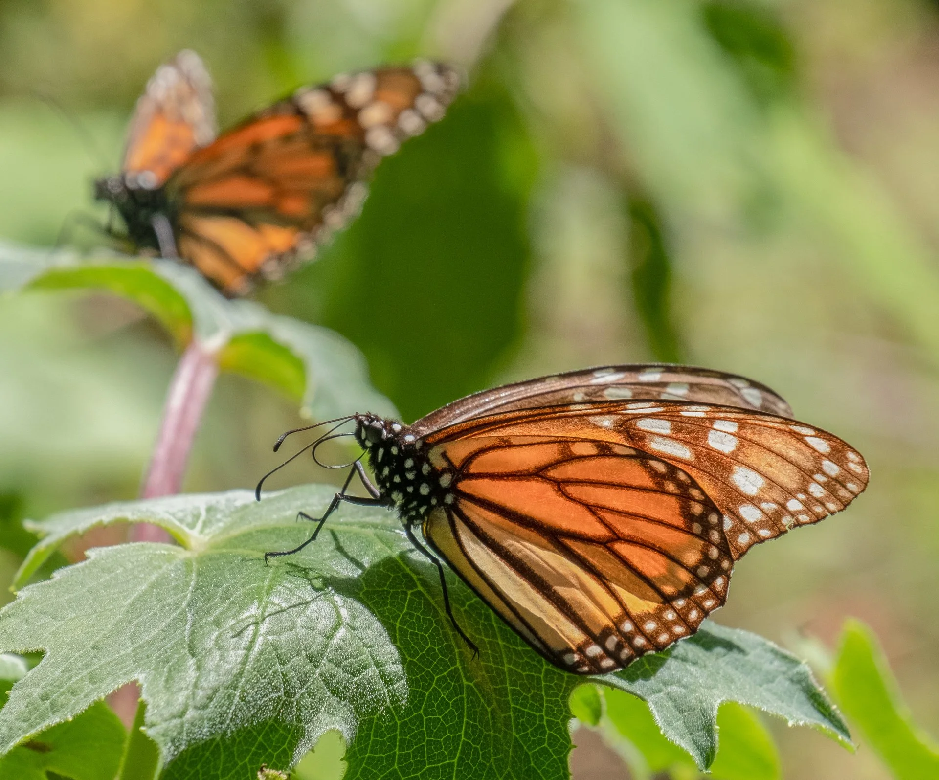 Monarchs_in_Mexico_006.jpeg