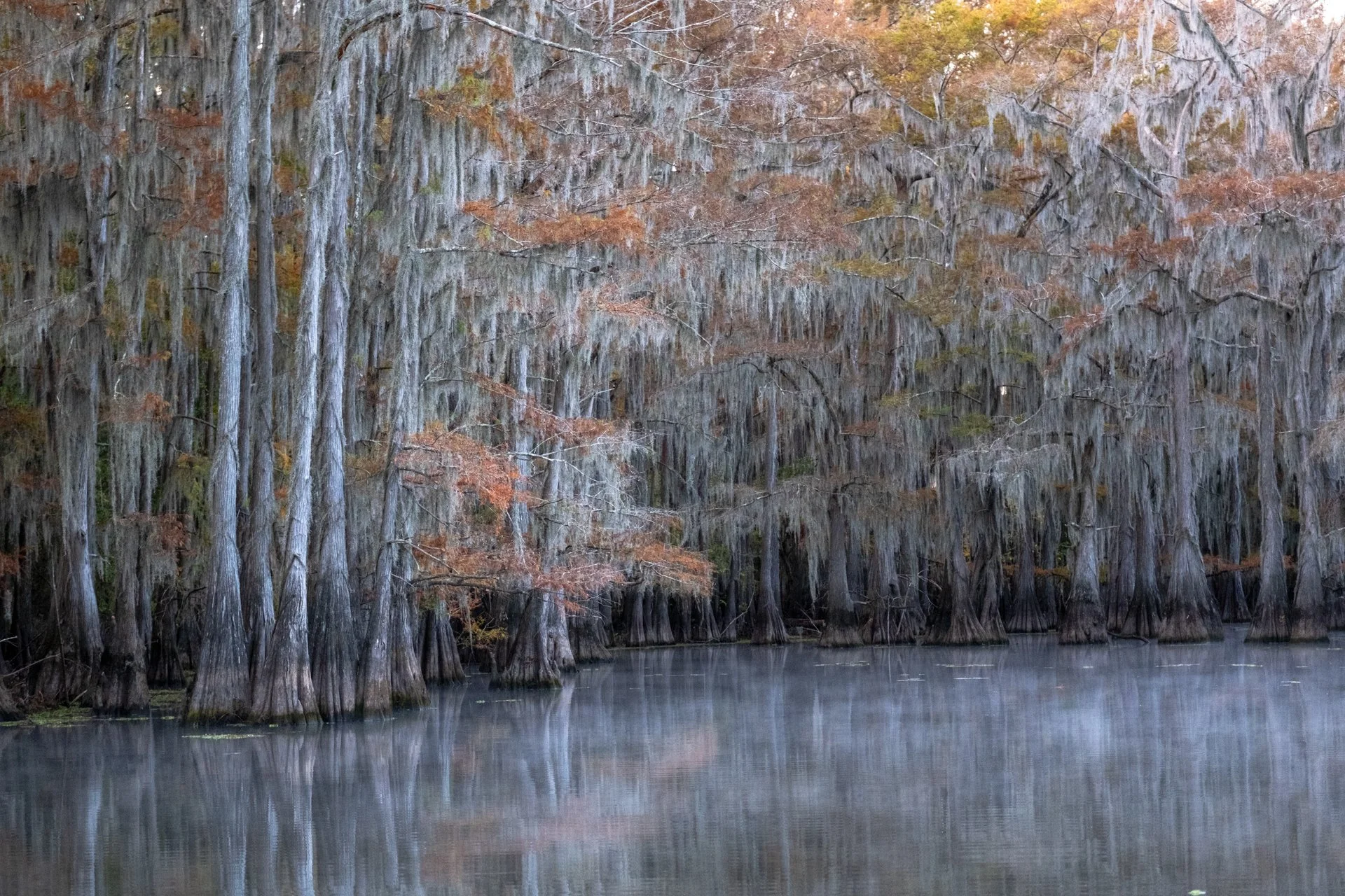 Caddo_Lake_011.jpeg