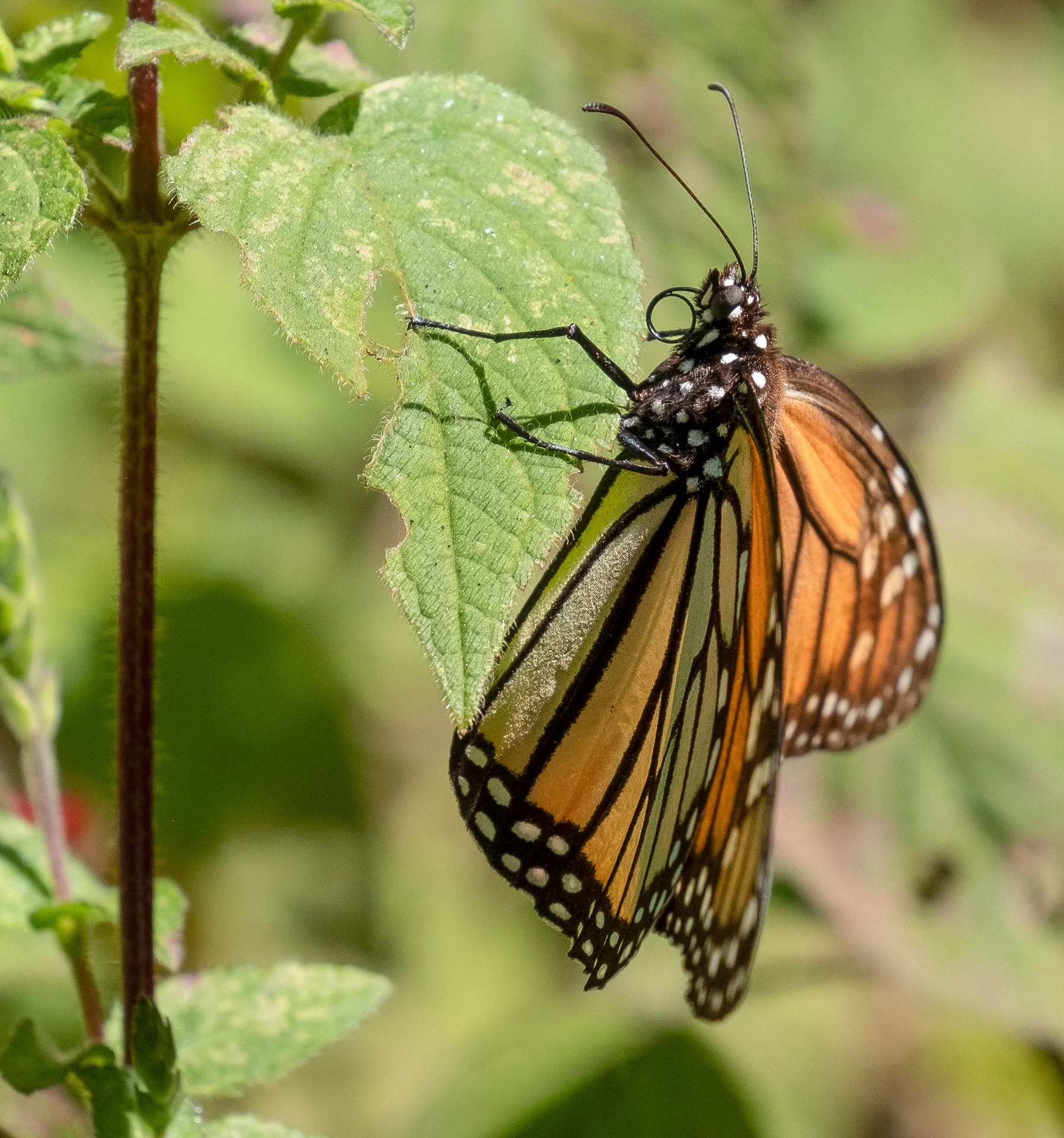 Monarchs_in_Mexico_012.jpeg