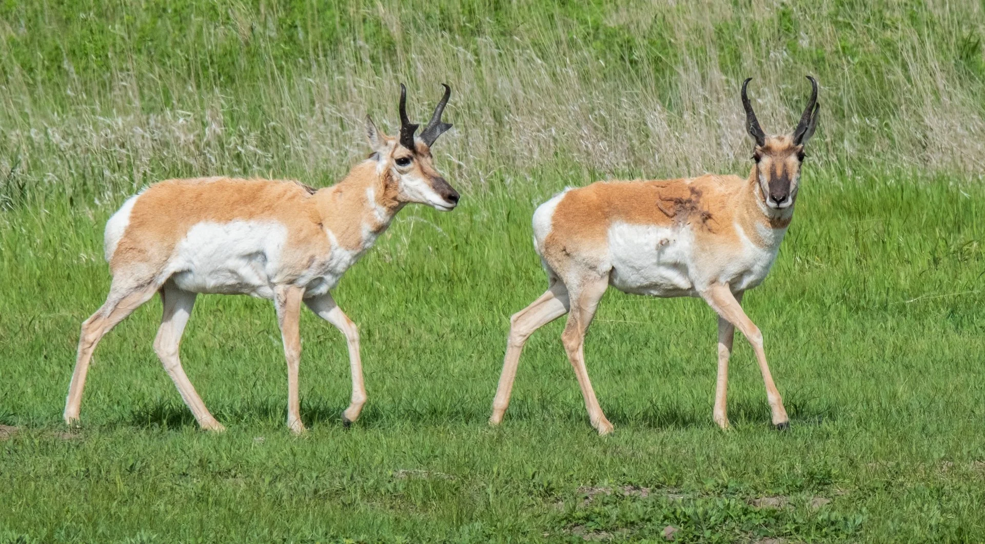 Creatures Small_013.jpeg