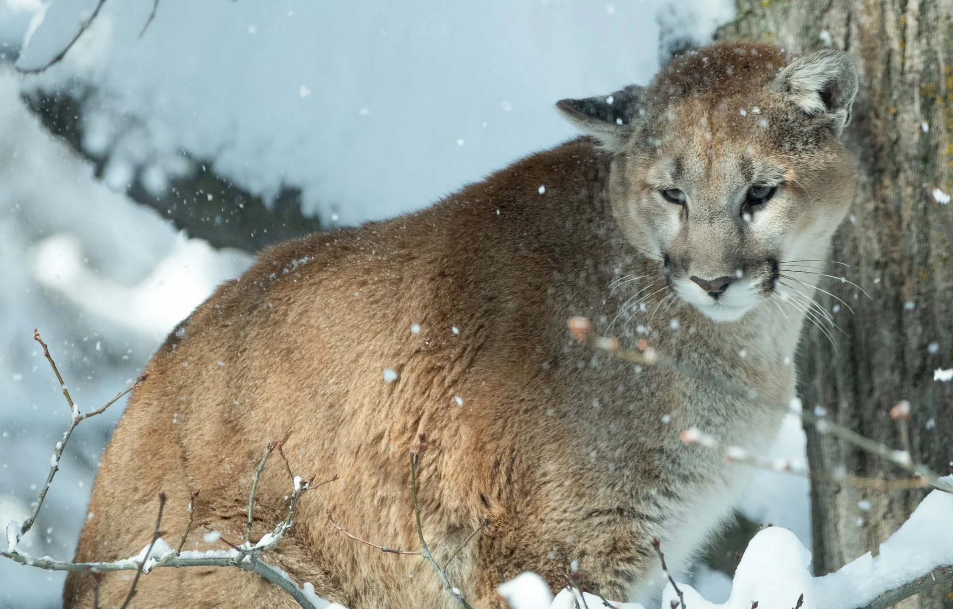 Creatures Great_002.jpeg