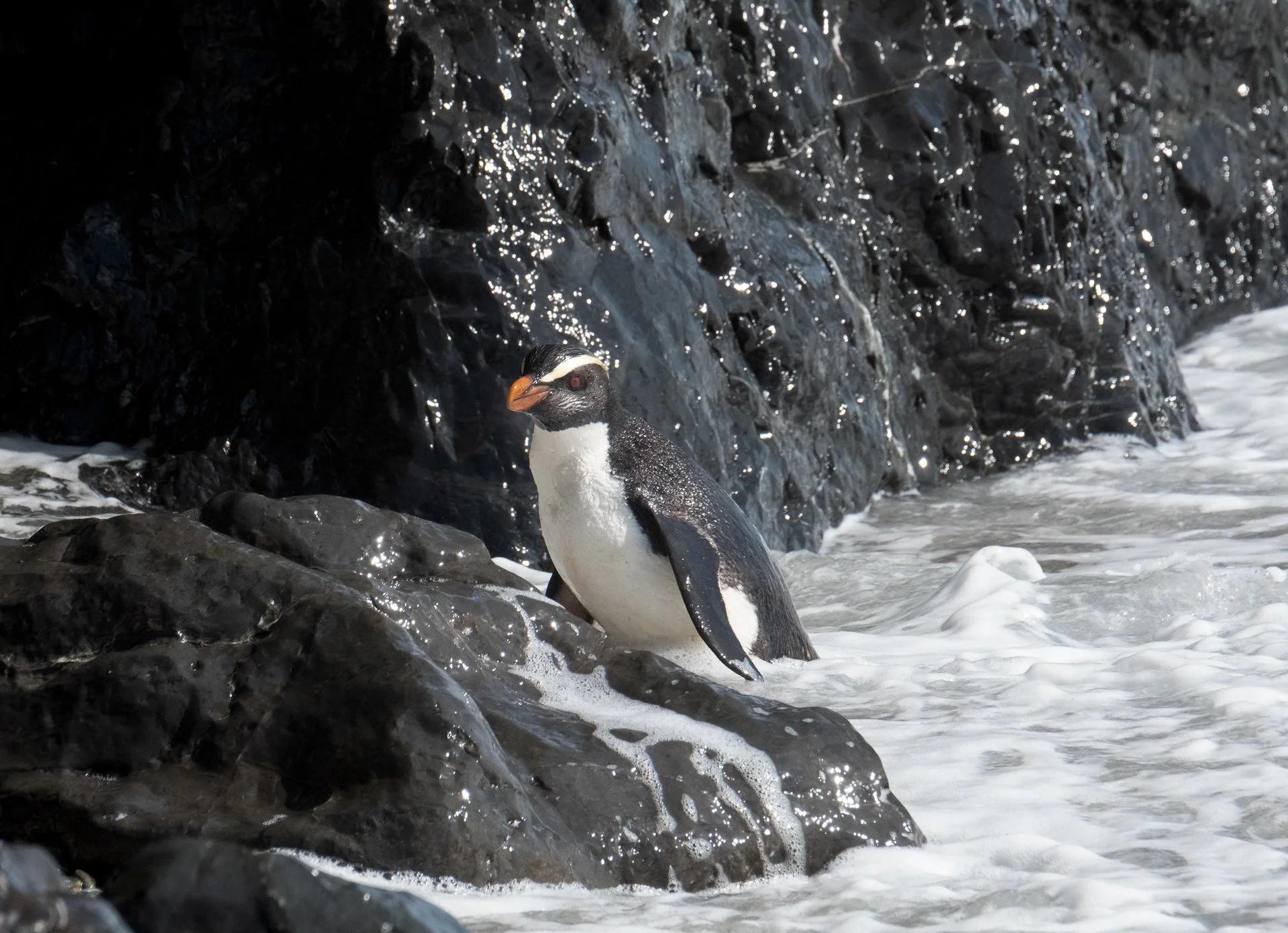 Creatures Small_005.jpeg