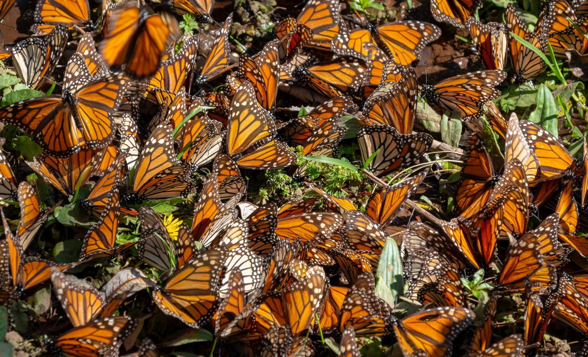 Monarchs_in_Mexico_008.jpeg