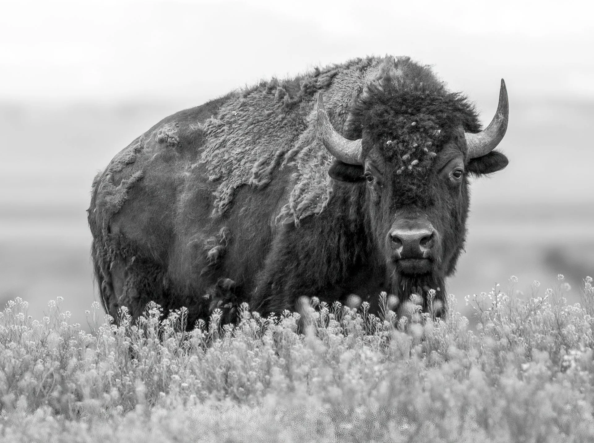 Creatures Great_009.jpeg