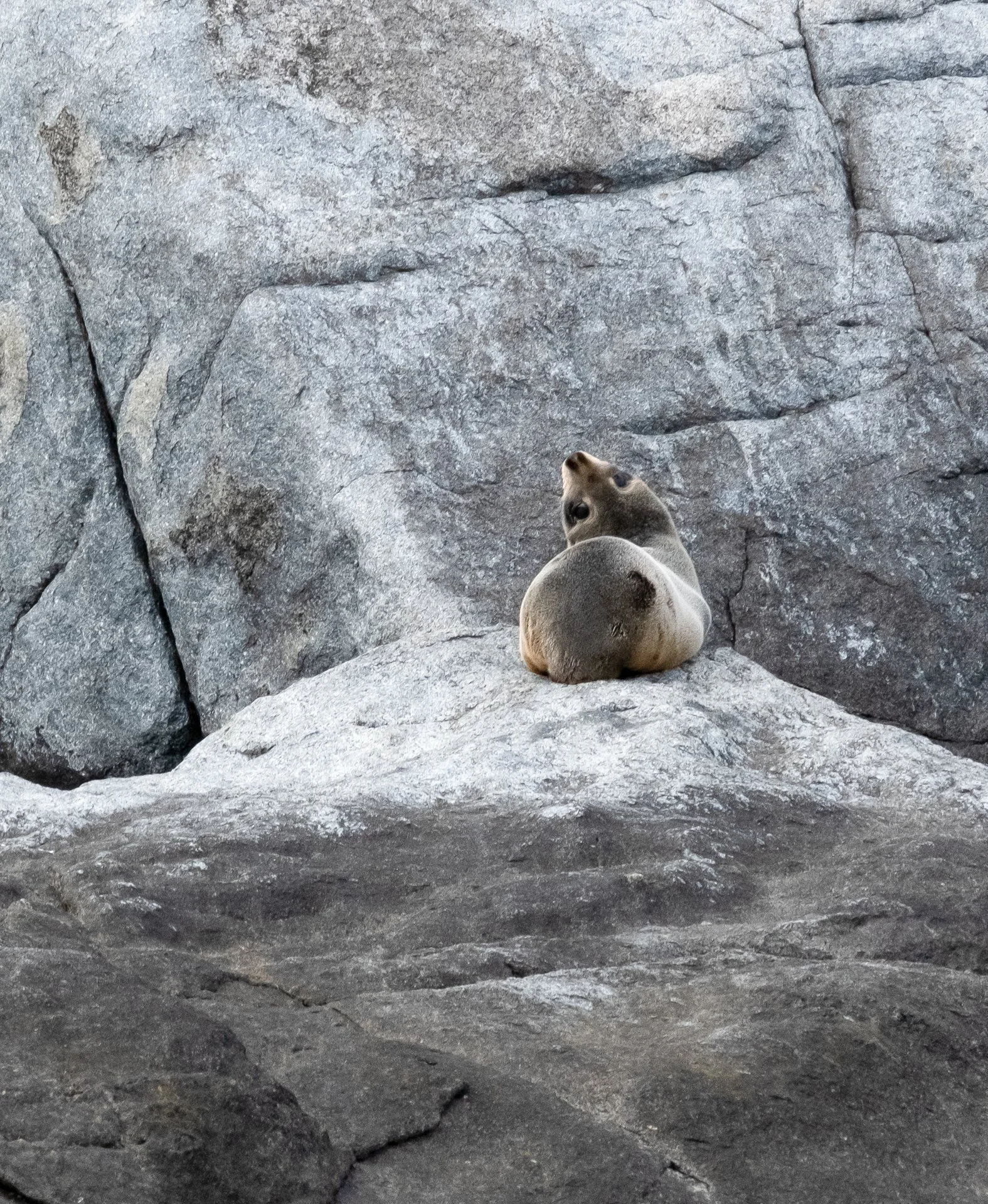 Creatures Small_016.jpeg