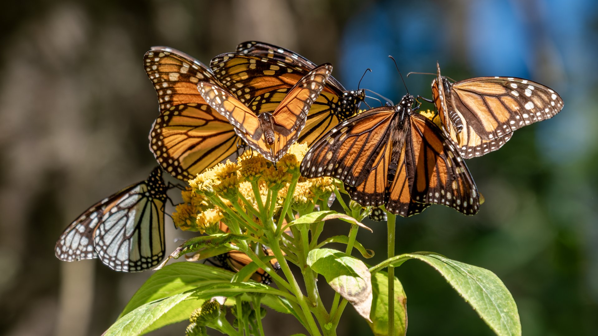 Monarchs in Mexico