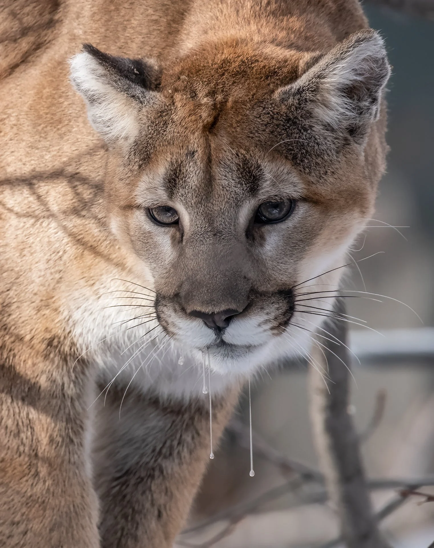 Creatures Great_004.jpeg