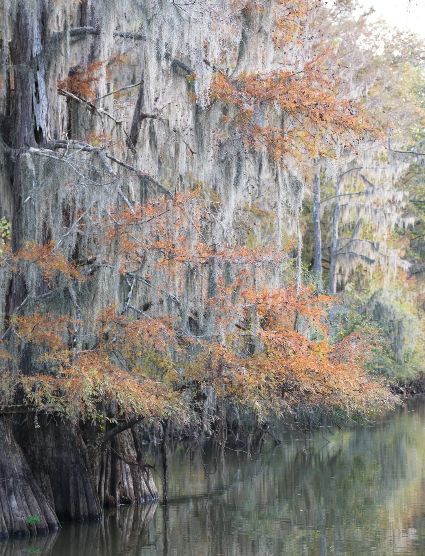 Caddo_Lake_004.jpeg