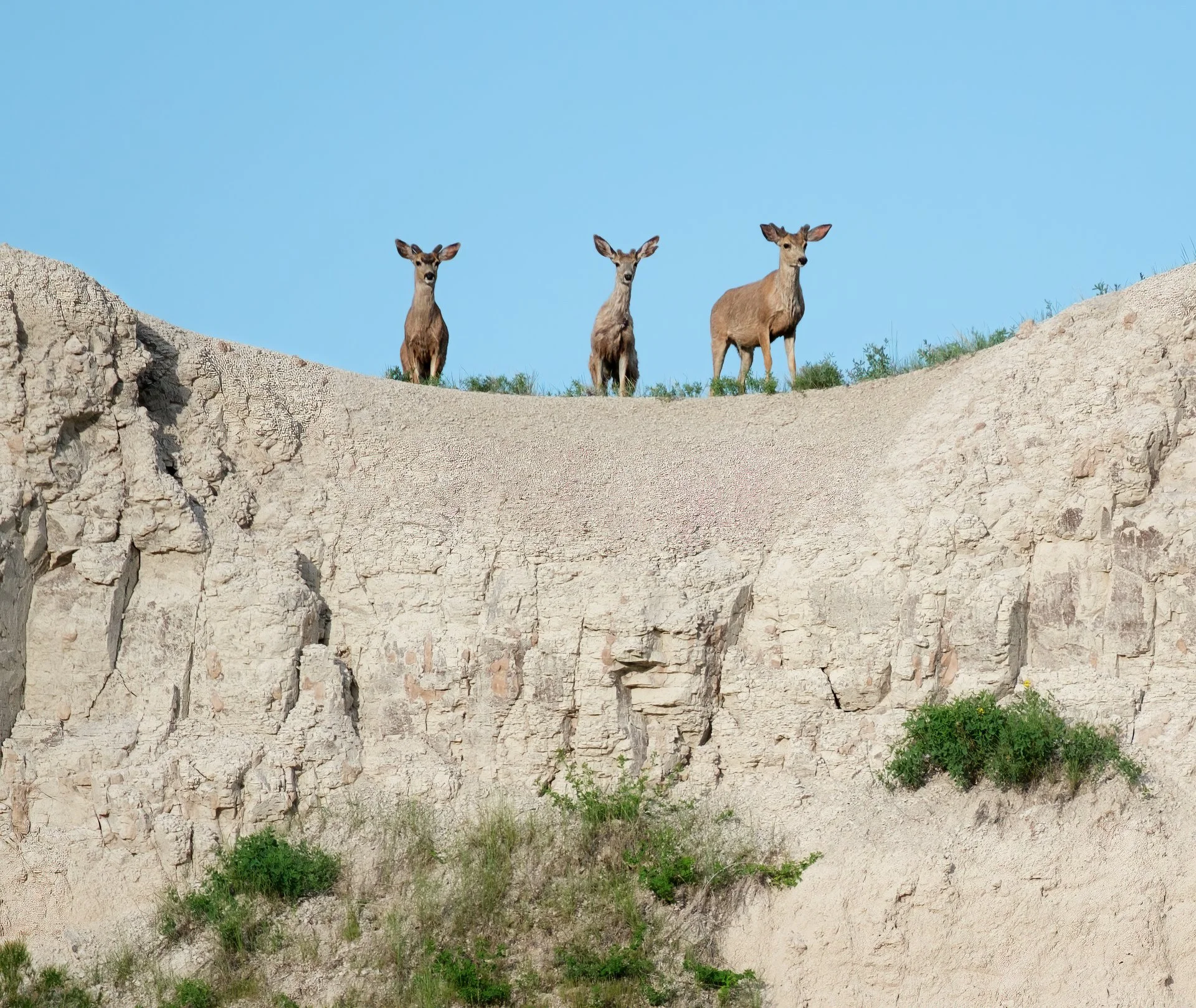 Creatures Small_009.jpeg