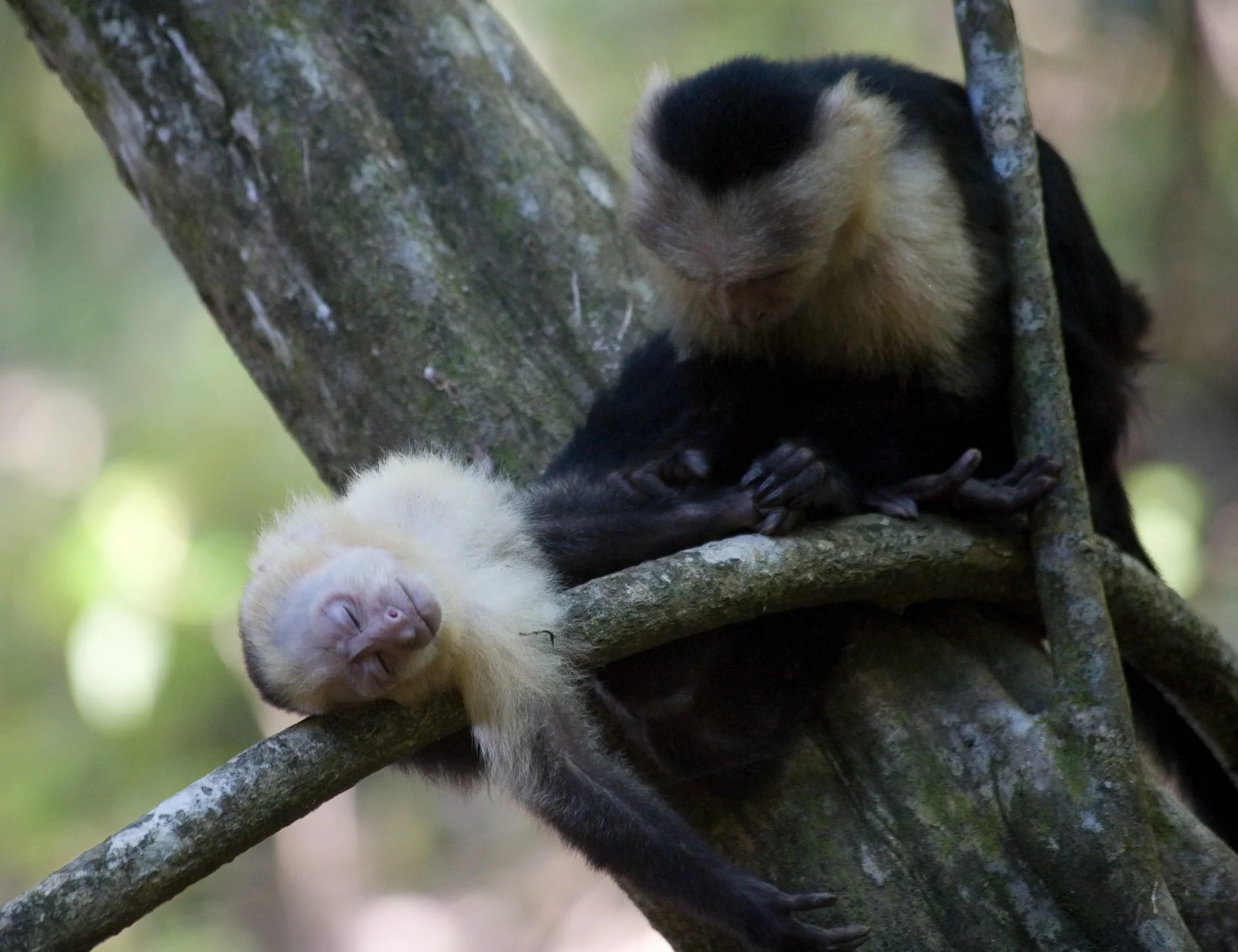 Creatures Small_007.jpeg